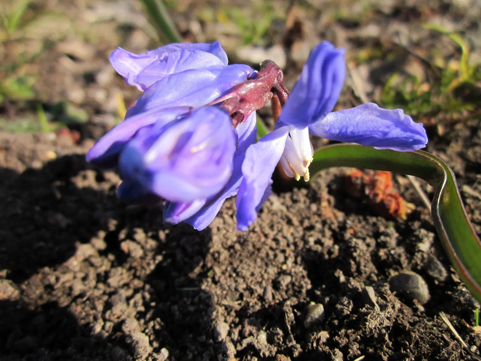 Siberian Squill (Scilla Siberica) — which gracefully arch over as they emerge from the ground.<br><br>Siberian Squill is cold-hardy; blue flowers, image 93