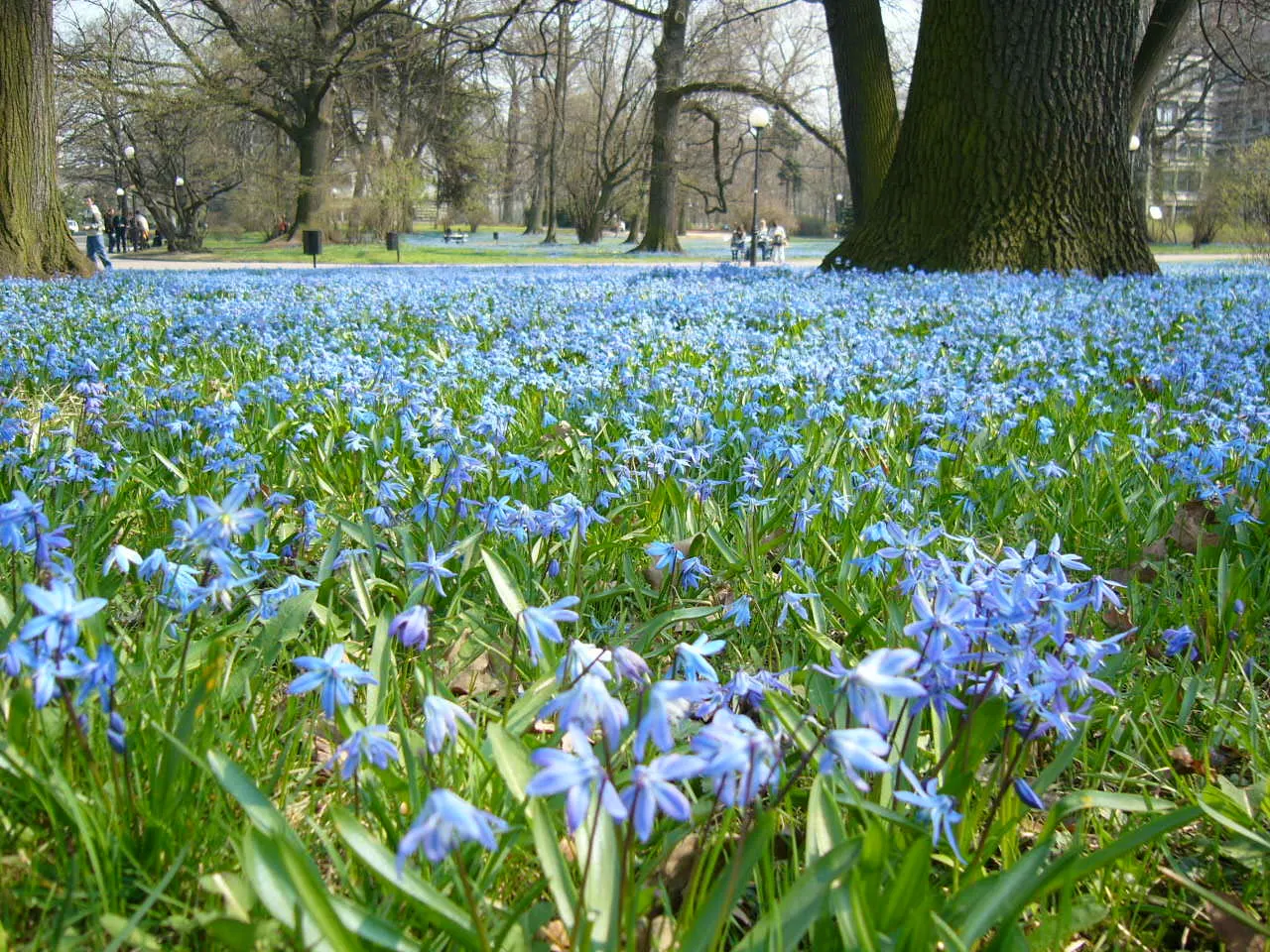 Siberian Squill (Scilla Siberica) — each bulb produces multiple starry blooms nestled amidst slender