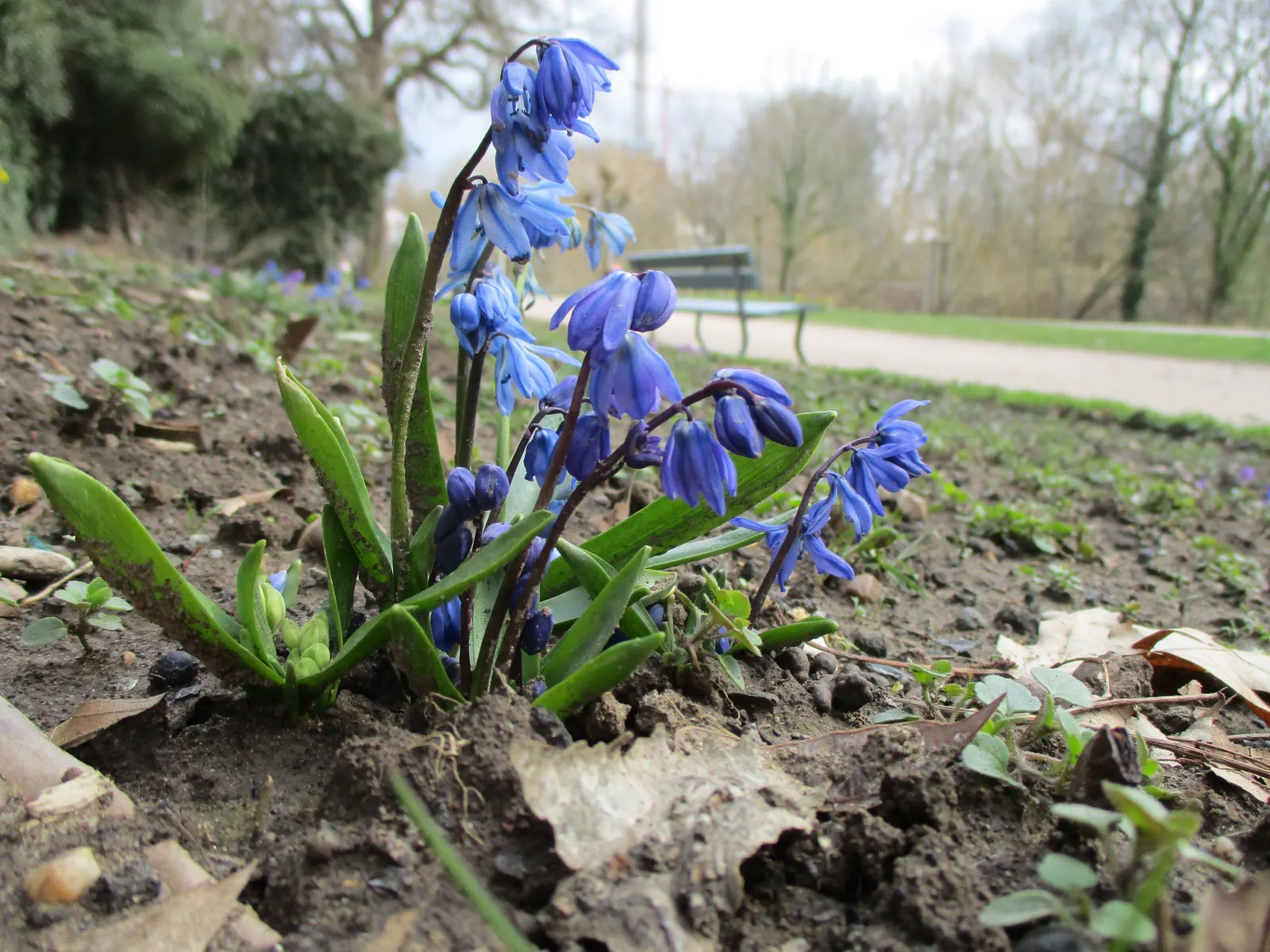 Siberian Squill (Scilla Siberica) — bulb / perennial with blue blooms; thriving in USDA zones 2 through 8, image 77