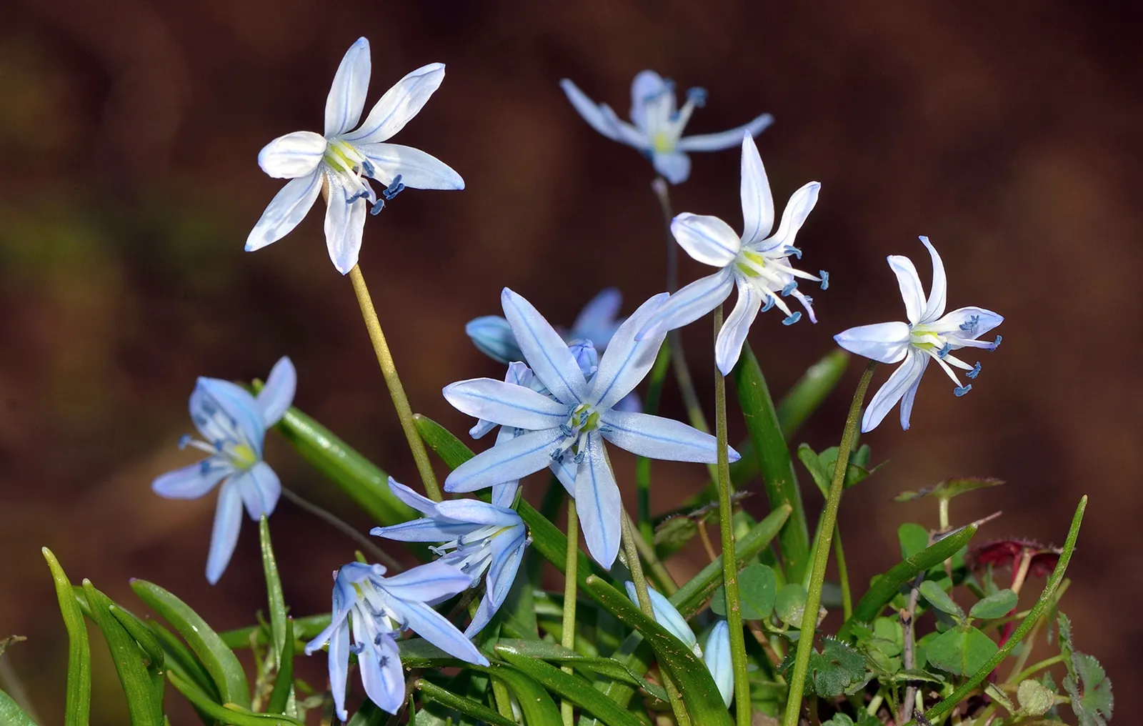 Siberian Squill (Scilla Siberica) — Cold-hardy and resilient, these perennials thrive in USDA Zones 2-8 and prefer well-drained soil