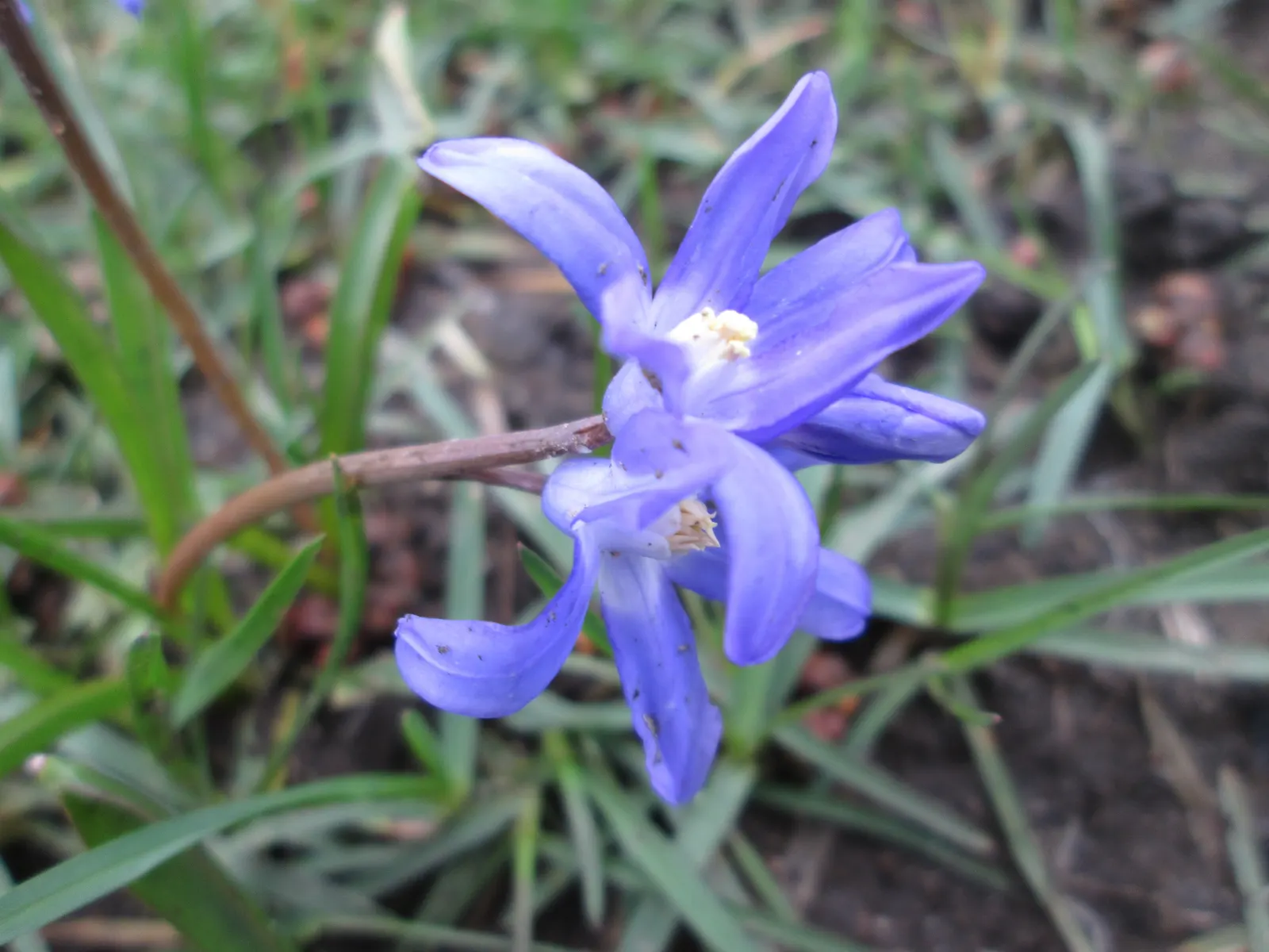 Siberian Squill (Scilla Siberica) — each bulb produces multiple starry blooms nestled amidst slender; bulb / perennial with blue blooms, image 108