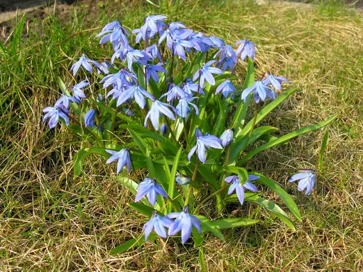 Siberian Squill (Scilla Siberica) — thriving in USDA zones 2 through 8; cold-hardy and resilient, these perennials thrive in USDA Zones 2-8 and prefer