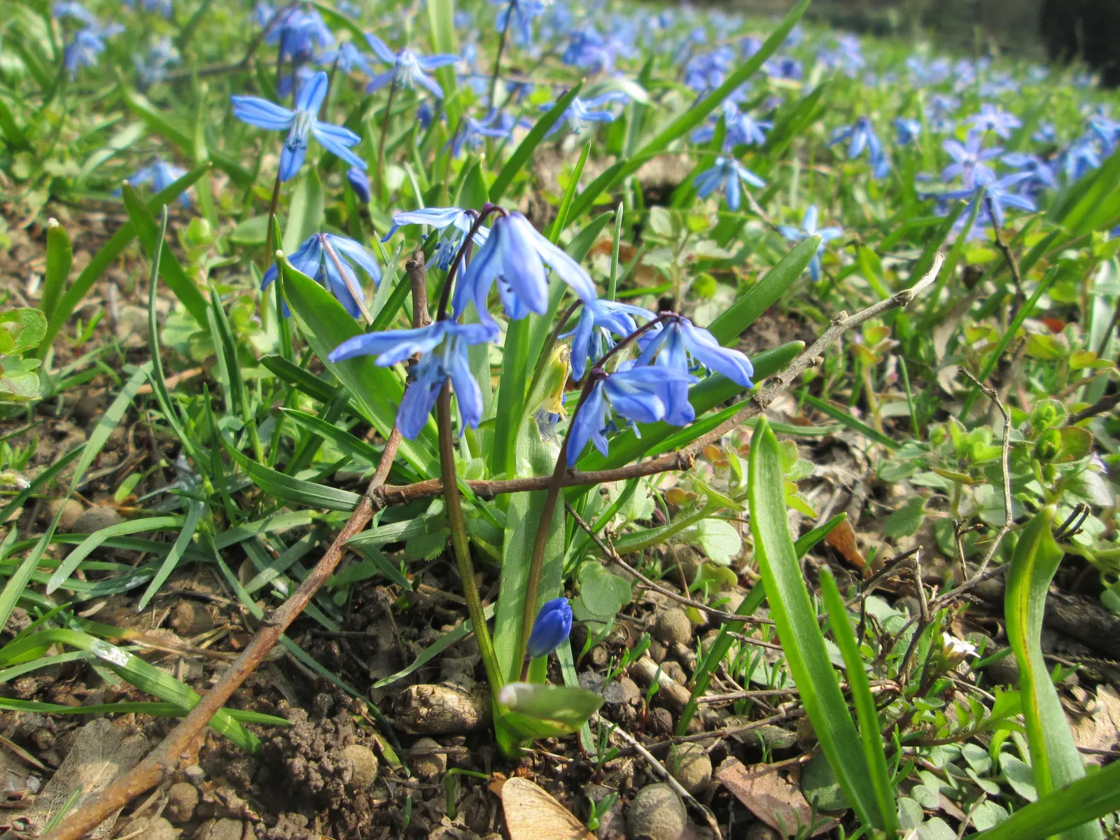 Siberian Squill (Scilla Siberica) — Its flower stalks bear dainty; you introduce a touch of early spring color, image 115