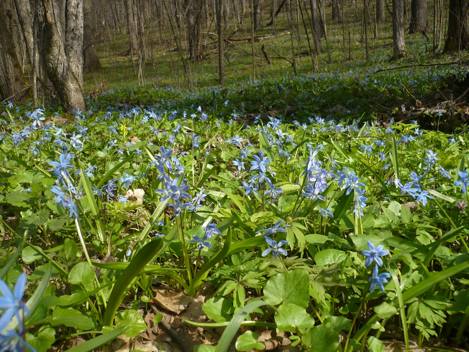 Siberian Squill (Scilla Siberica) — ranging from 3 to 6 inches in height; native to southwestern Russia, image 61