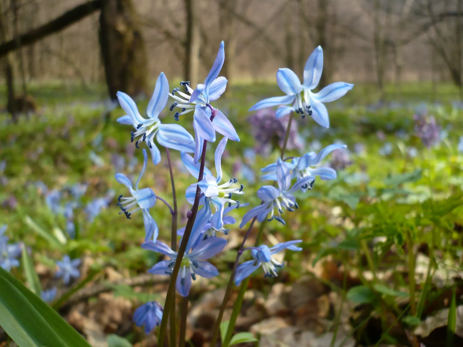 Siberian Squill (Scilla Siberica) — you introduce a touch of early spring color; by incorporating Siberian Squill into your landscape design