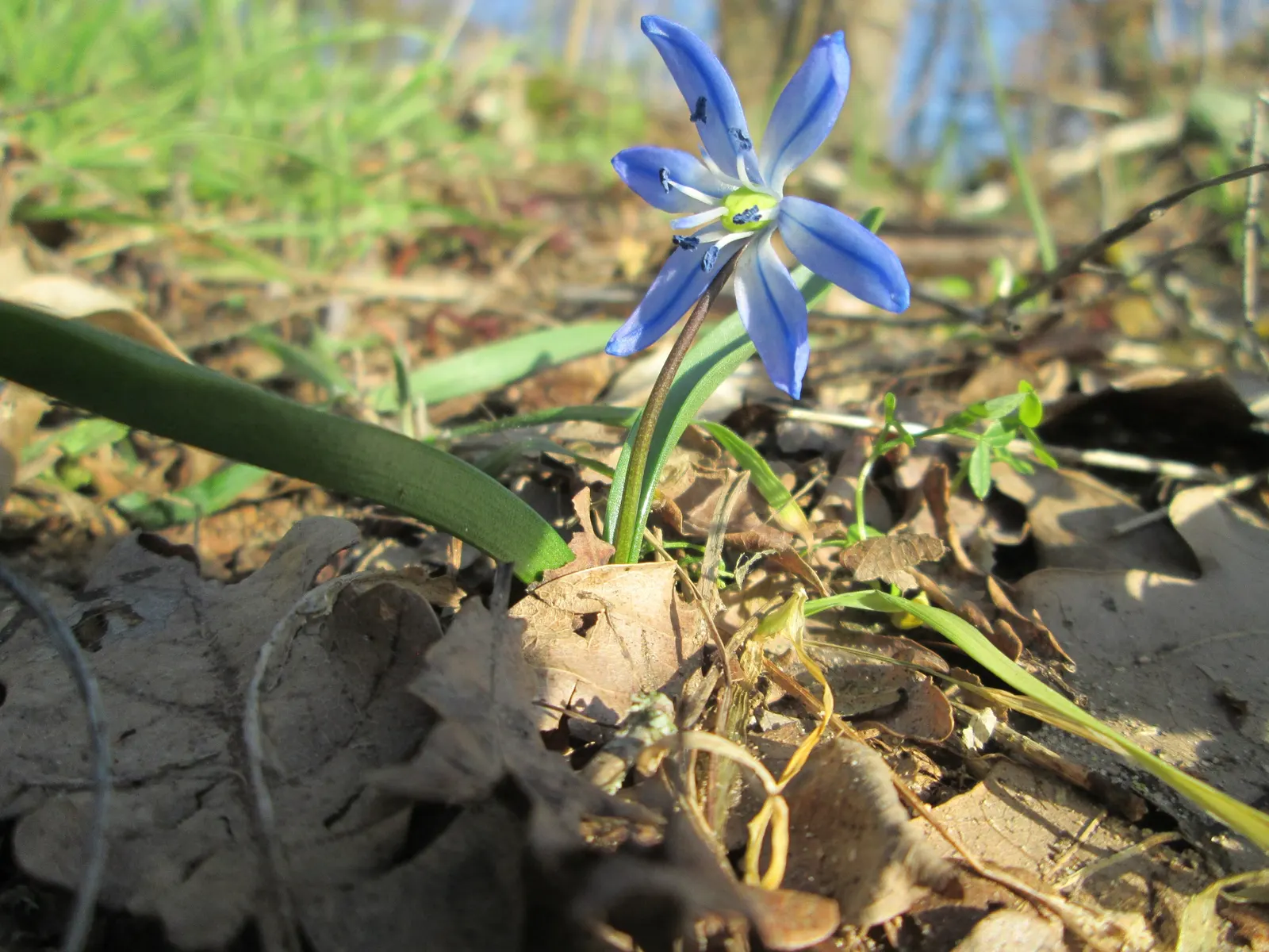 Siberian Squill (Scilla Siberica) — strap-like leaves that are approximately 4 inches long; and prefers planting in well-drained soil with partial, image 66