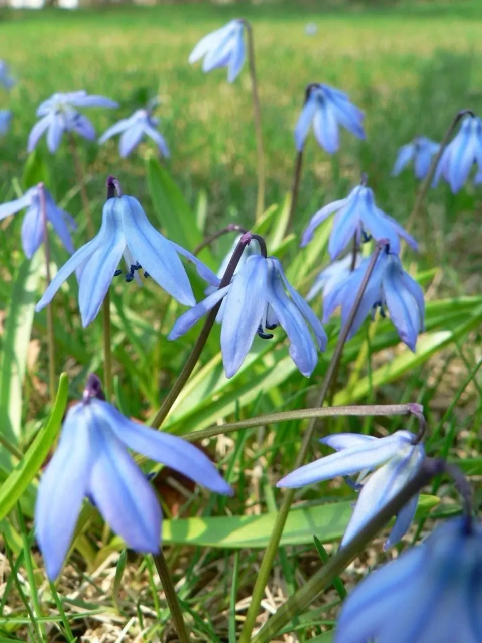 Siberian Squill (Scilla Siberica) — strap-like leaves that are approximately 4 inches long