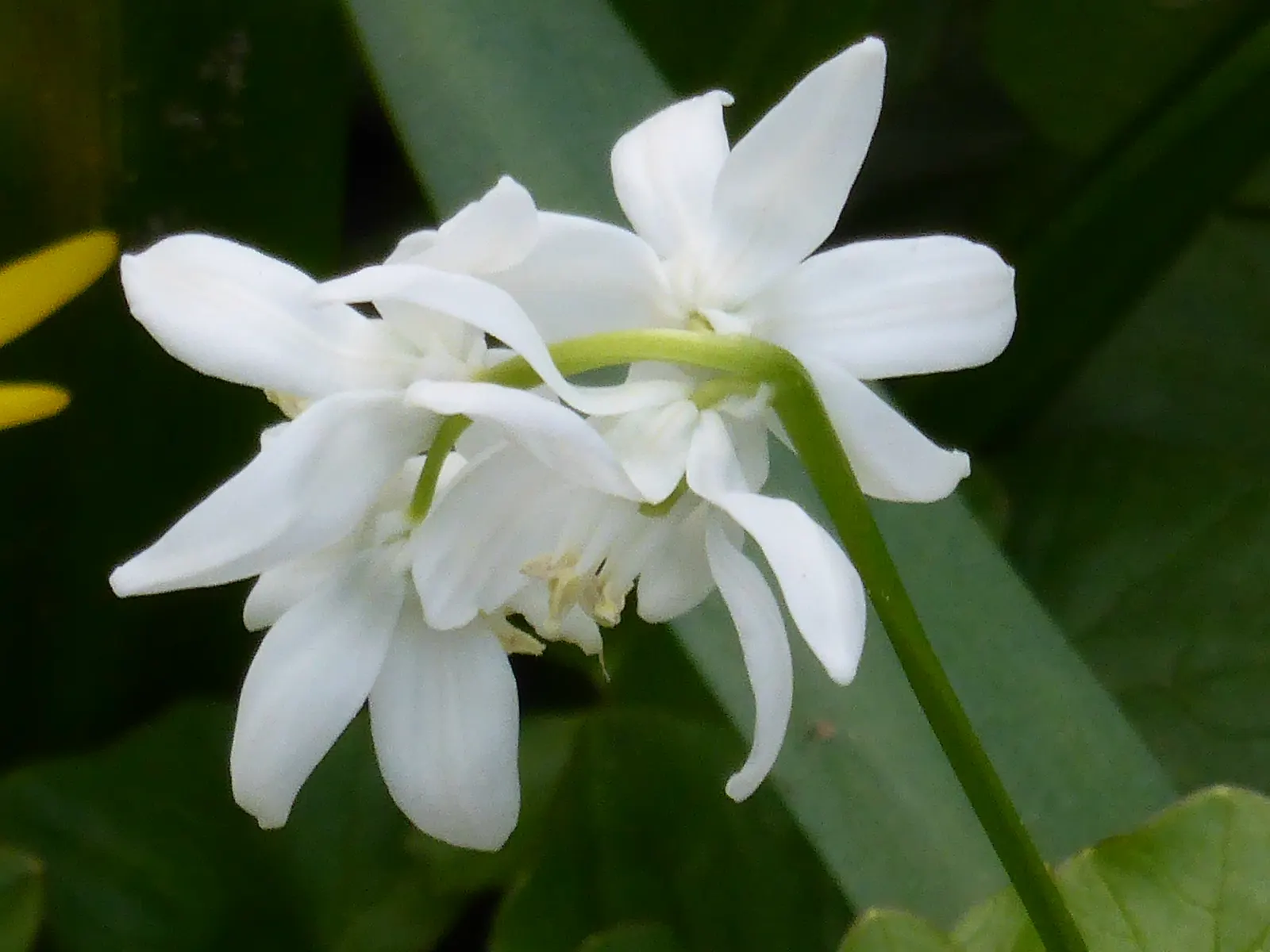 Siberian Squill (Scilla Siberica) — The Siberian Squill (Scilla siberica) is a captivating early spring bloomer; each bulb produces multiple starry blooms
