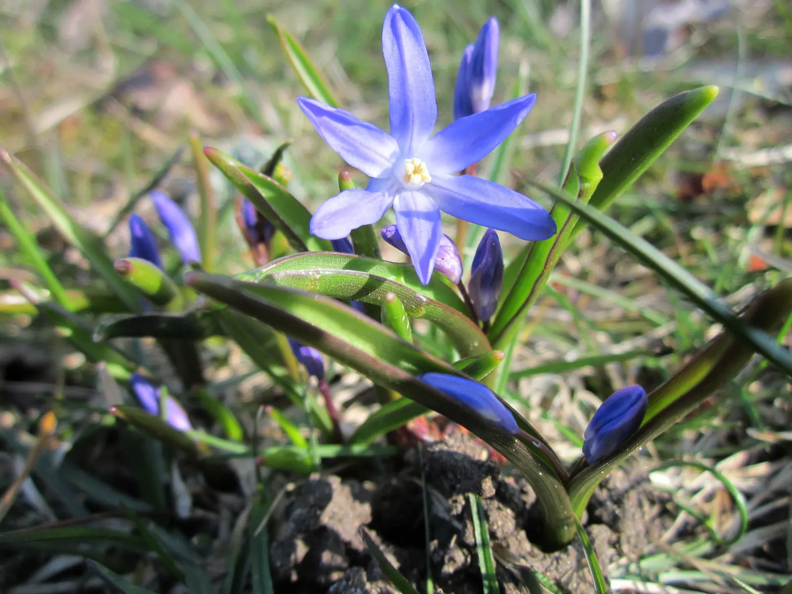 Siberian Squill (Scilla Siberica) — bulb / perennial for full or half; while also providing an early nectar source for bees and other pollinators, image 104