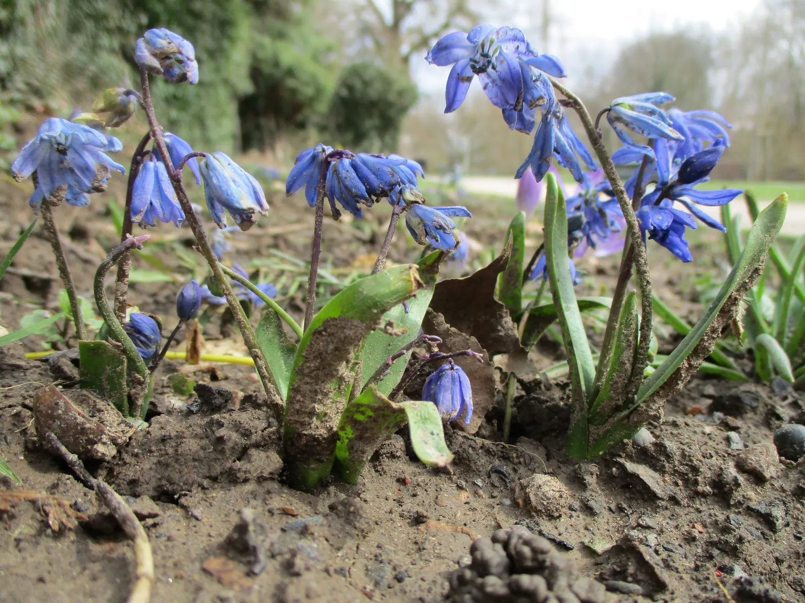Siberian Squill (Scilla Siberica) — Ideal for naturalizing, they add a splash of color to rock gardens, borders, and woodlands; the foliage, image 84