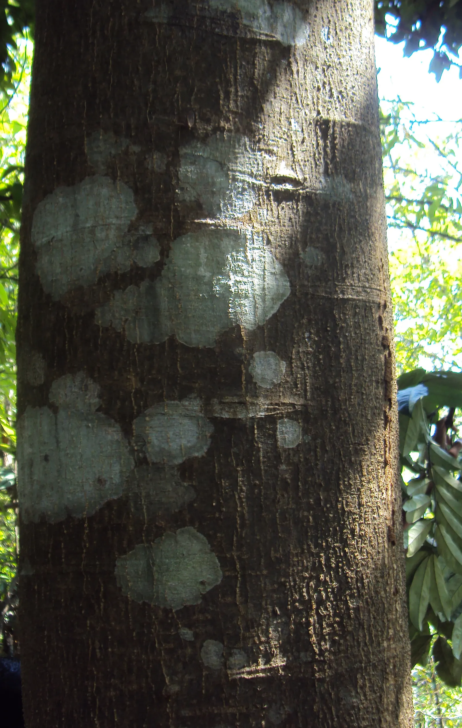 Moreton Bay Chestnut, Black Bean (Castanospermum Australe) — The Black Bean boasts a dense, rounded crown, offering generous shade; and intriguing seed pods