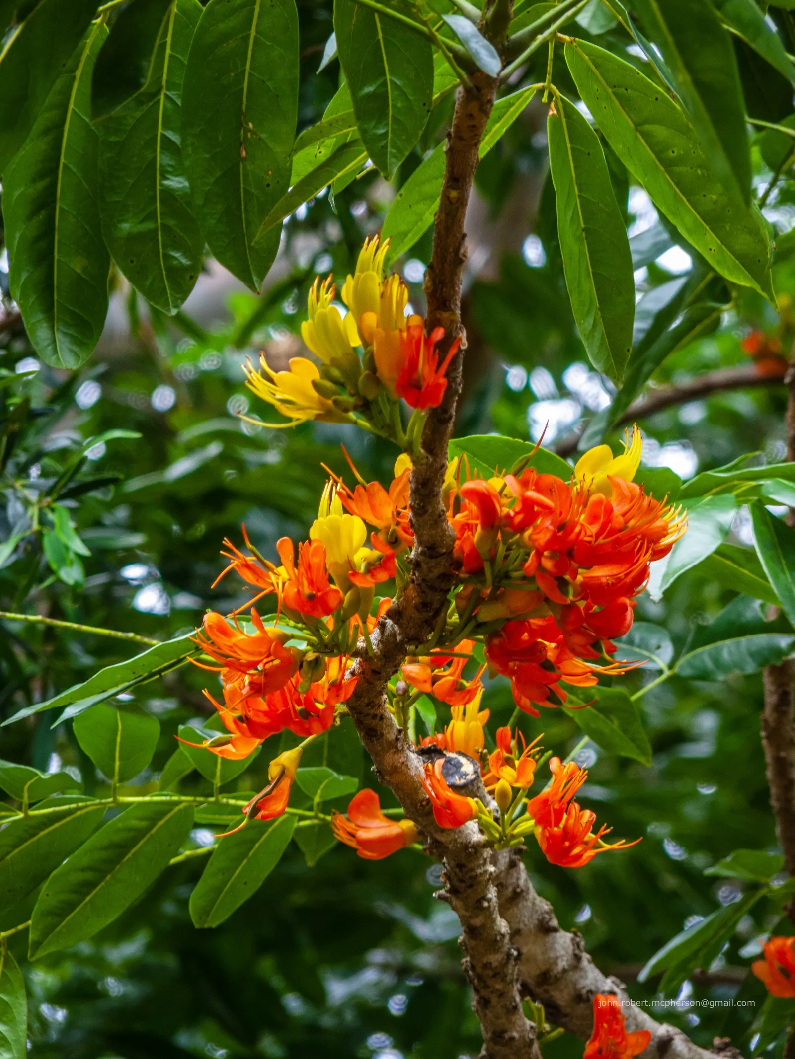 Moreton Bay Chestnut, Black Bean (Castanospermum Australe) — tree for full or half; and intriguing seed pods that can enhance the aesthetic of any sizable
