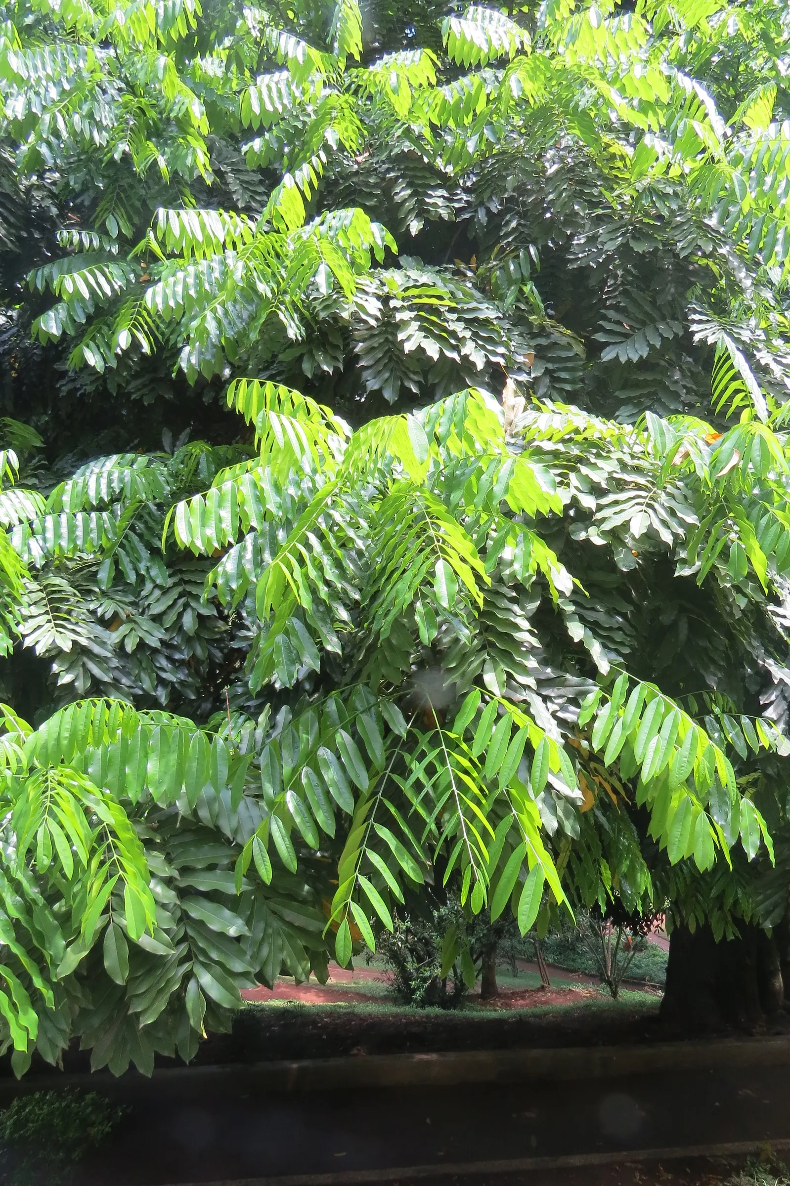 Moreton Bay Chestnut, Black Bean (Castanospermum Australe) — which grow 6 to 12 inches long; glossy green leaves and vibrant yellow-and-red flowers, image 69
