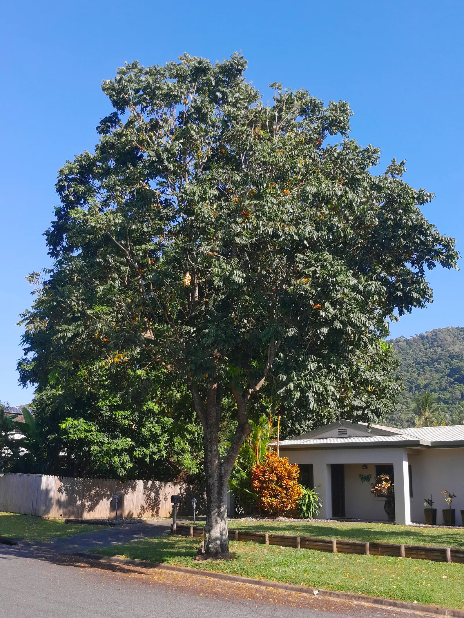 Moreton Bay Chestnut, Black Bean (Castanospermum Australe) — better known as Black Bean; with a canopy spread of roughly 20 to 30 feet