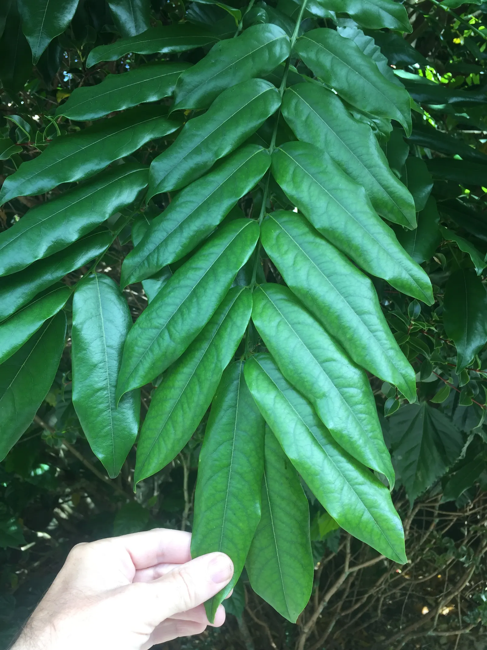 Moreton Bay Chestnut, Black Bean (Castanospermum Australe) — The Moreton Bay Chestnut (Castanospermum australe); glossy green leaves and vibrant, image 57