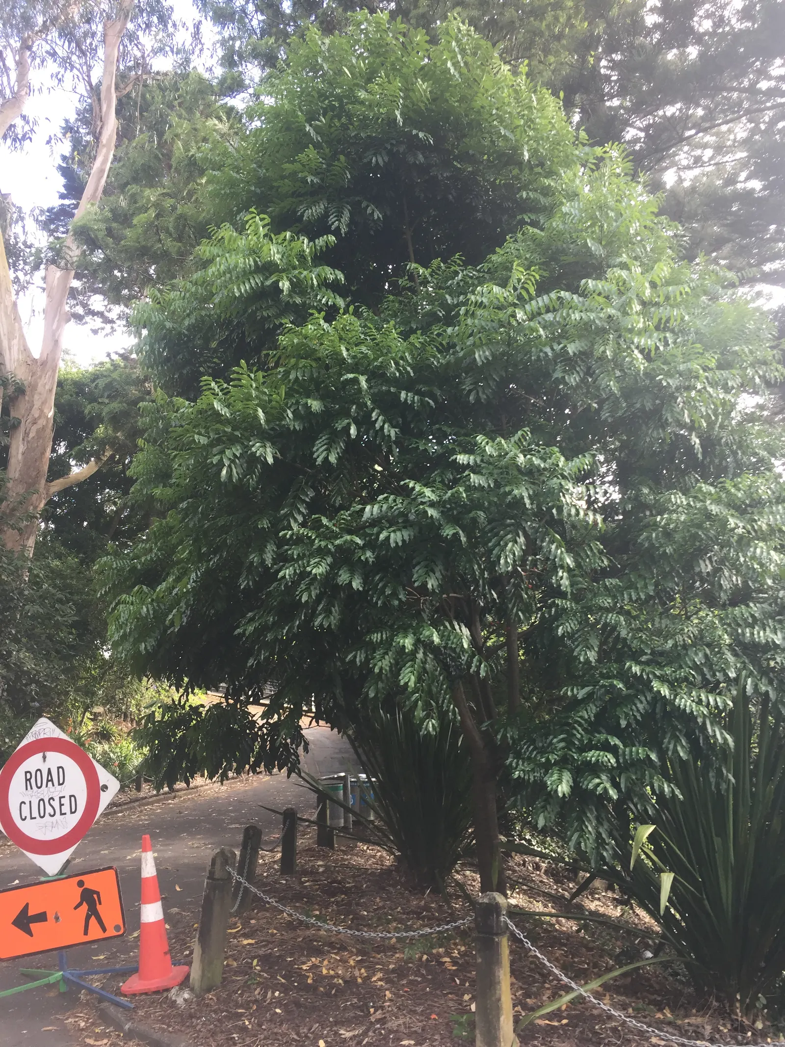 Moreton Bay Chestnut, Black Bean (Castanospermum Australe) — can tolerate short periods of drought.<br><br>In summary