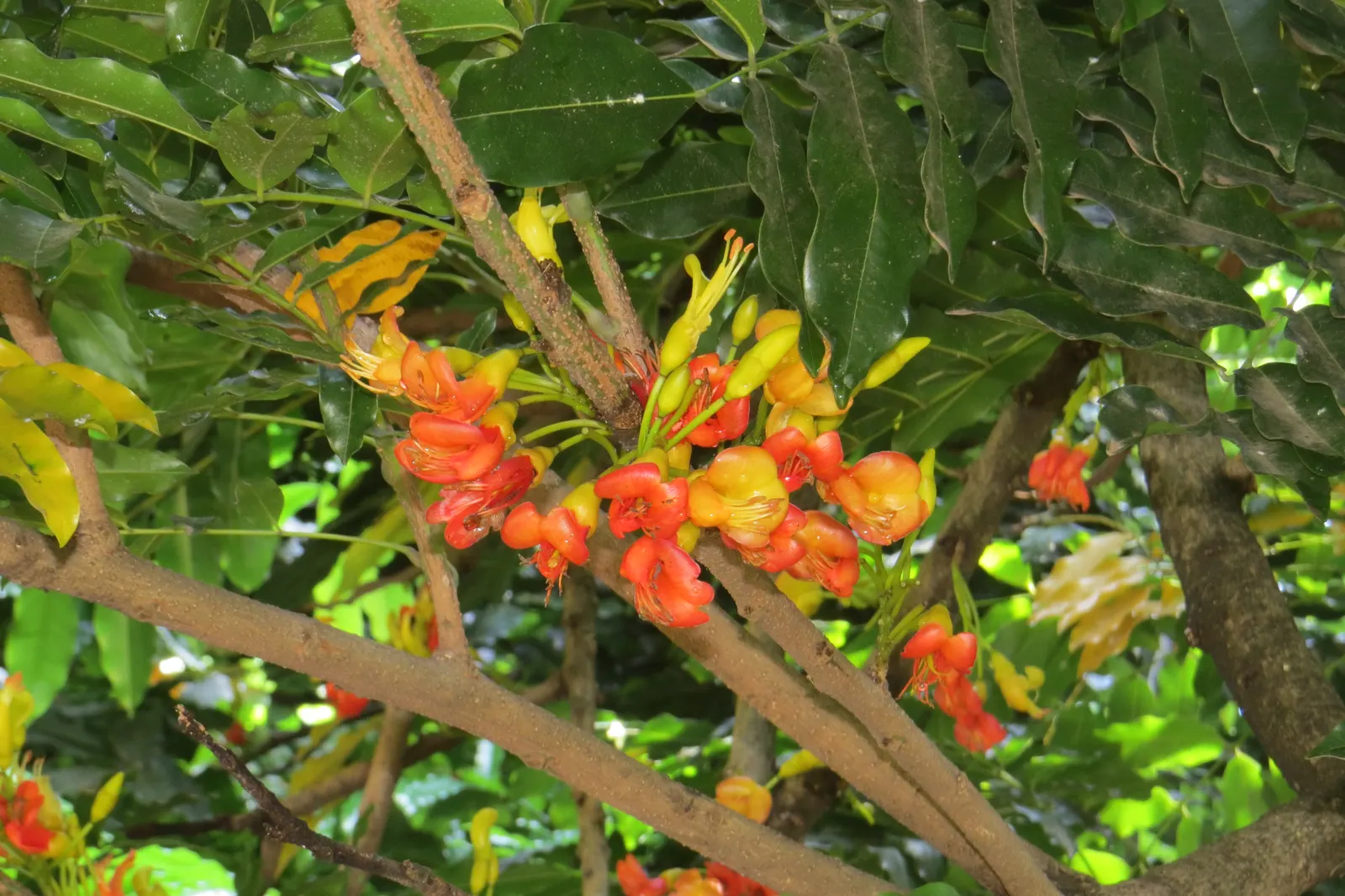 Moreton Bay Chestnut, Black Bean (Castanospermum Australe) — Native to the coastal rainforest regions of Australia; with a canopy spread of roughly 20 to 30