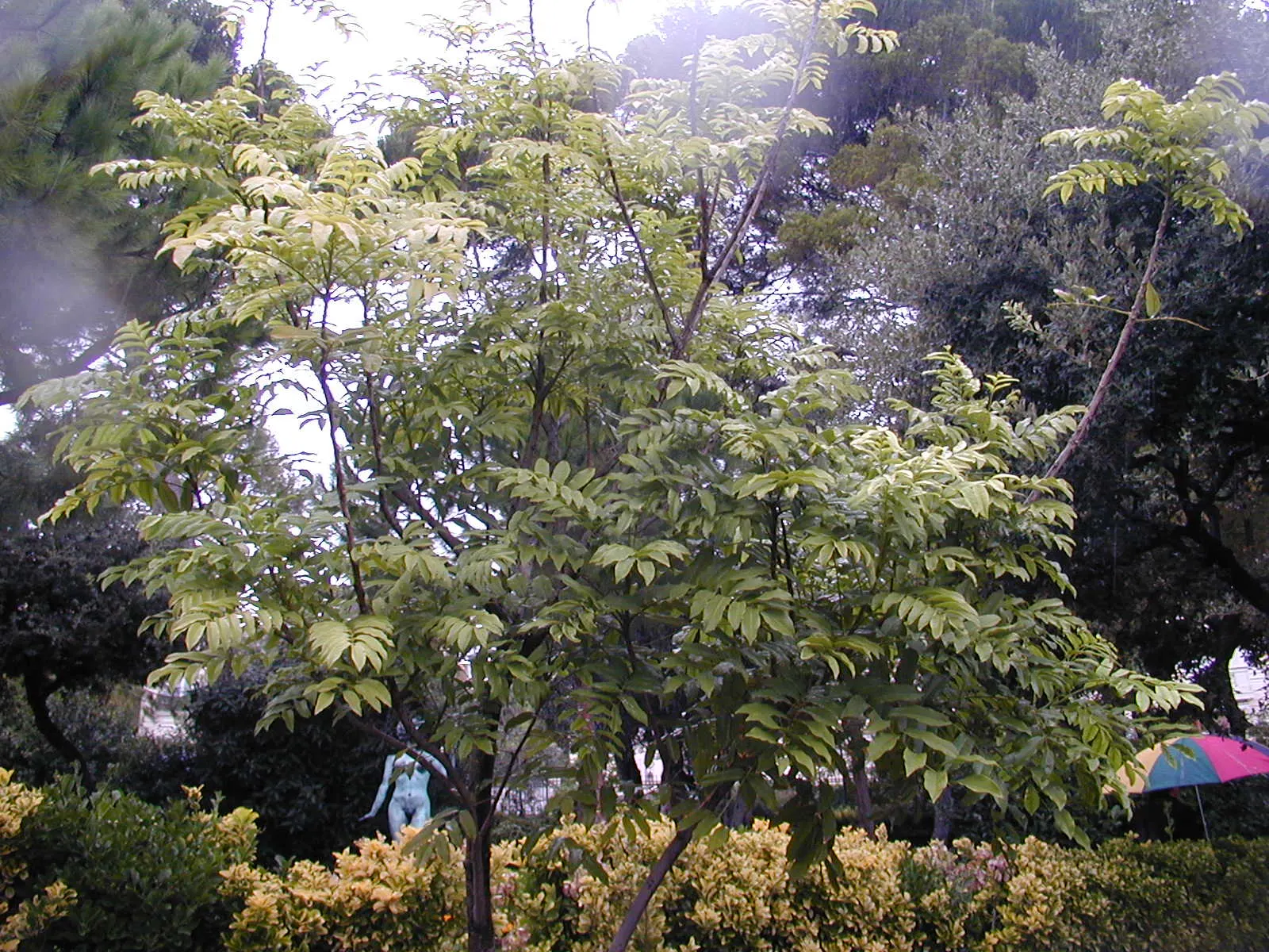 Moreton Bay Chestnut, Black Bean (Castanospermum Australe) — is an evergreen tree native to Australia‚Äôs coastal rainforests