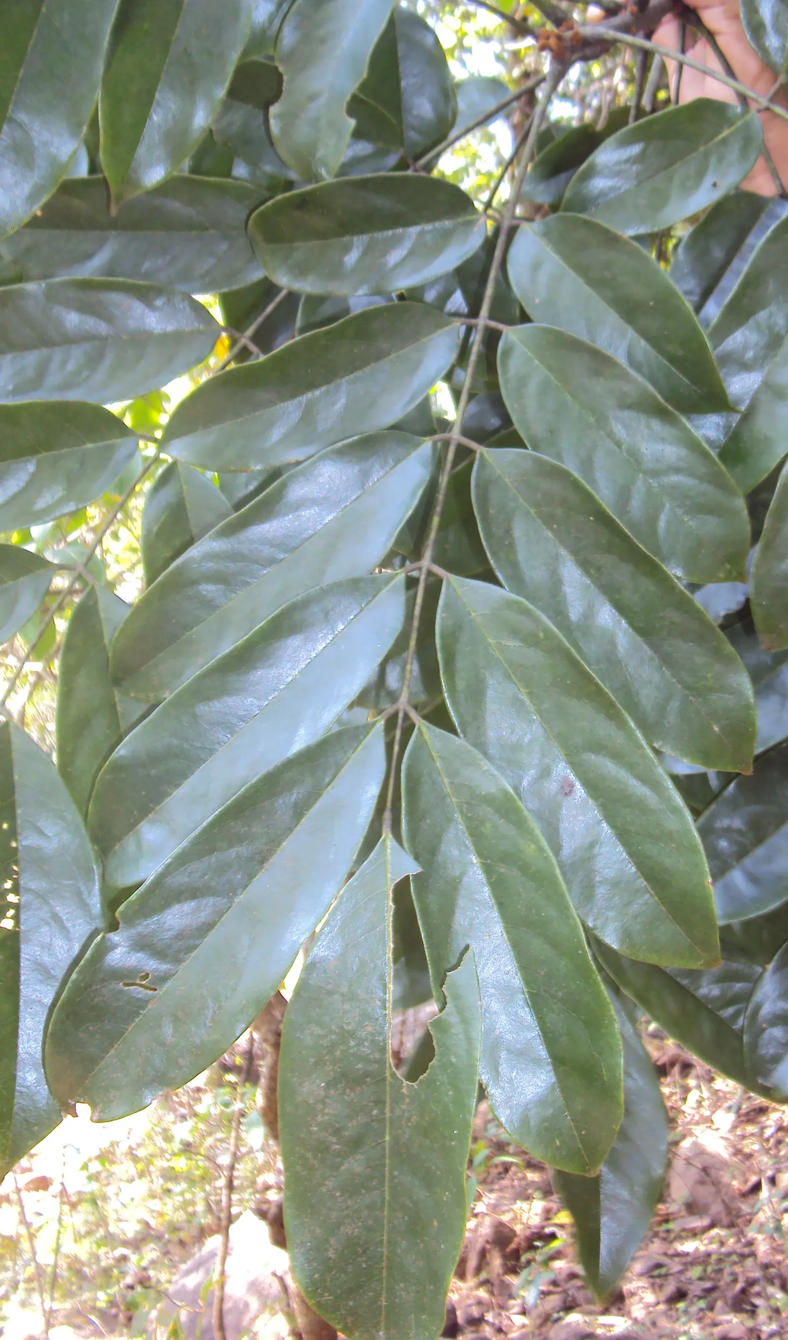 Moreton Bay Chestnut, Black Bean (Castanospermum Australe) — The Black Bean boasts a dense, rounded crown, offering generous shade; and intriguing, image 68