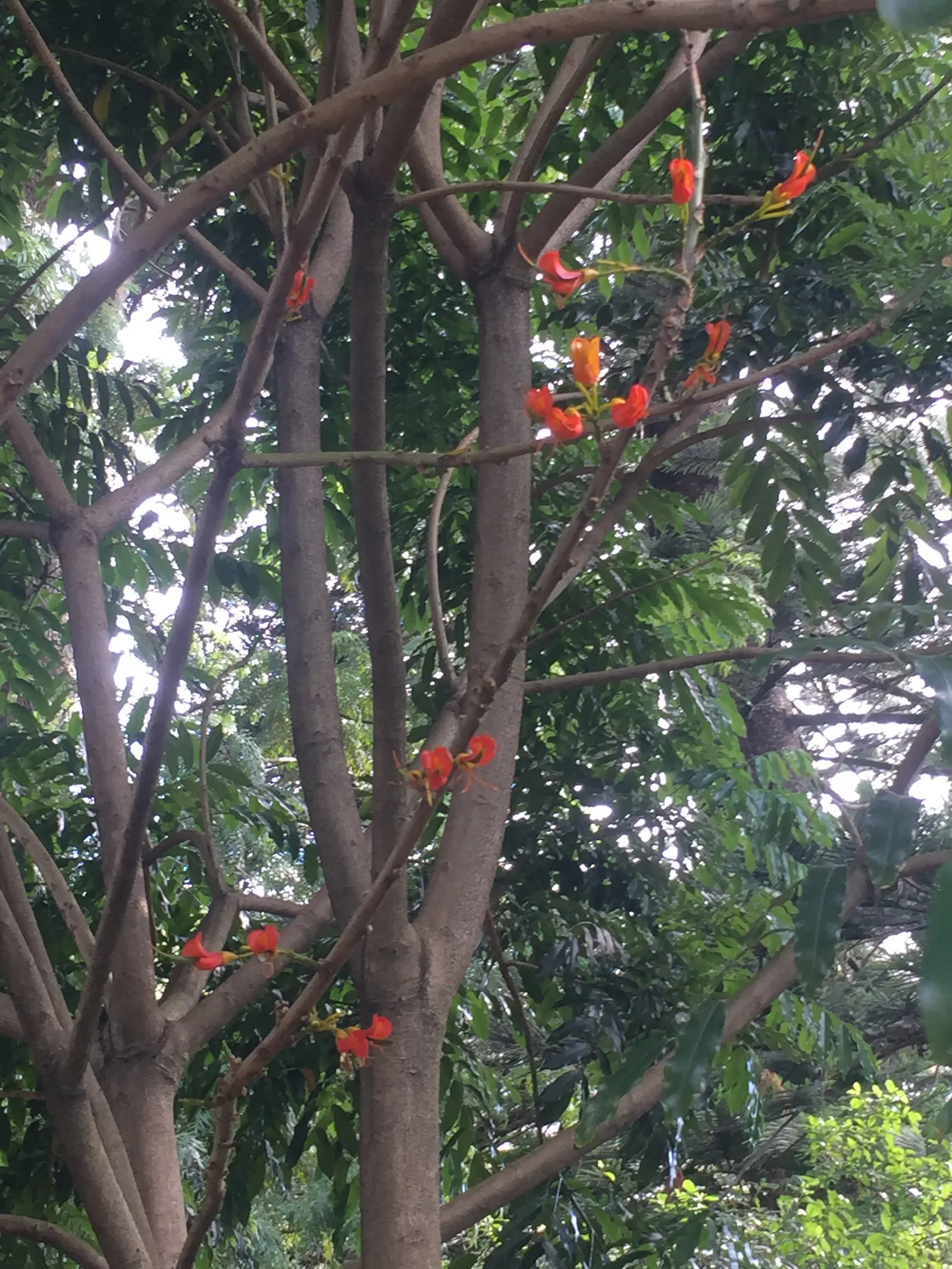 Moreton Bay Chestnut, Black Bean (Castanospermum Australe) — tree with orange and red and yellow blooms; distinctive seed pods up to 12 inches in, image 83