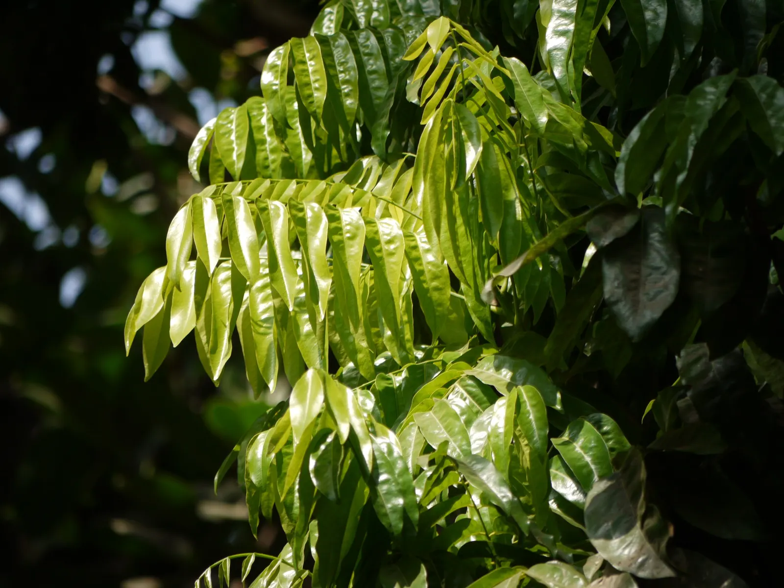Moreton Bay Chestnut, Black Bean (Castanospermum Australe) — The Moreton Bay Chestnut (Castanospermum australe)