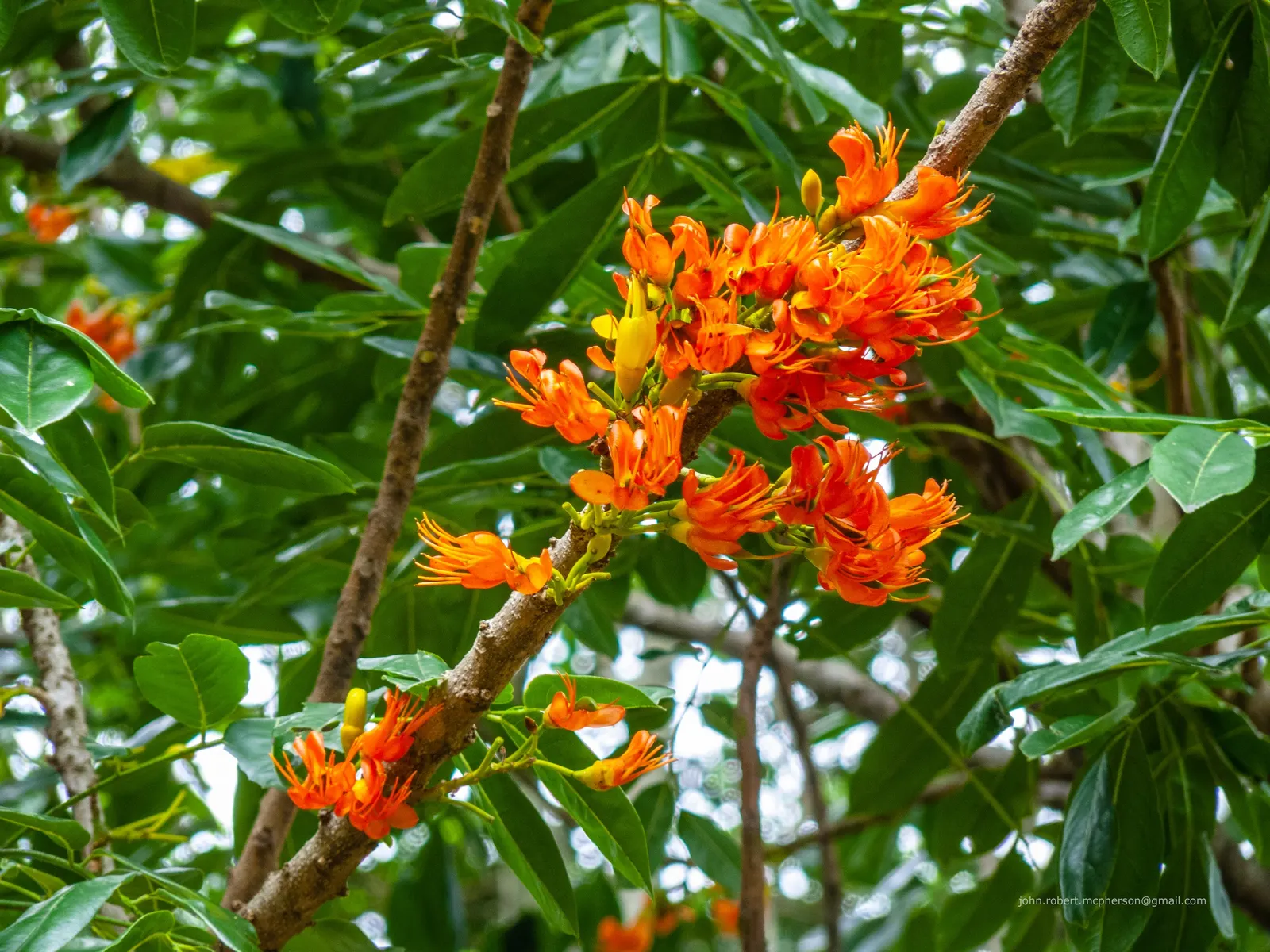 Moreton Bay Chestnut, Black Bean (Castanospermum Australe) — These blooms are not only visually stunning but also attract pollinators such as bees, image 44
