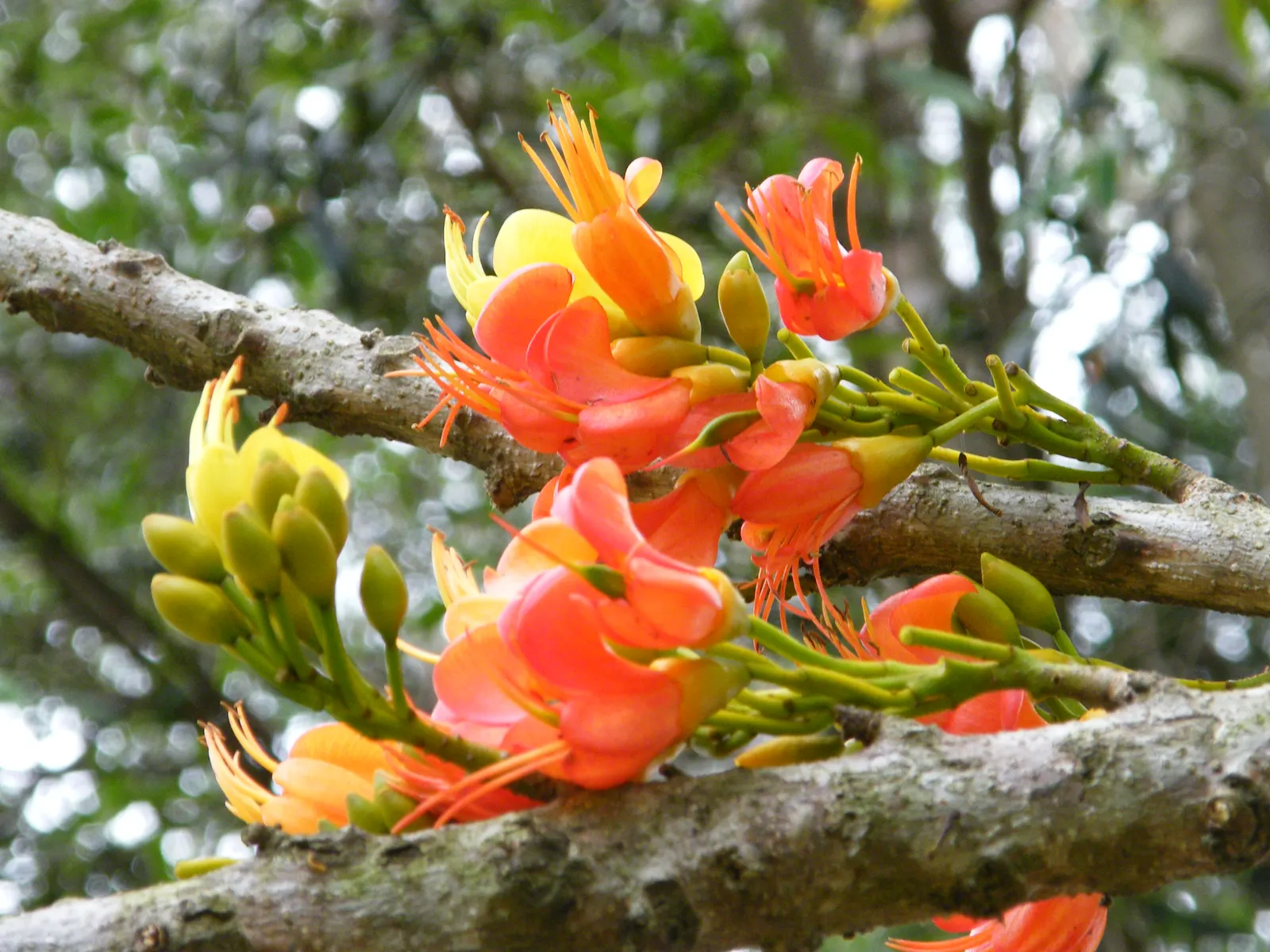 Moreton Bay Chestnut, Black Bean (Castanospermum Australe) — tree with orange and red and yellow blooms; distinctive seed pods up to 12 inches in length