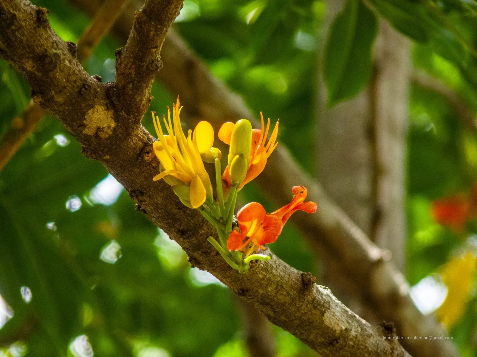Moreton Bay Chestnut, Black Bean (Castanospermum Australe) — serves as a captivating and robust addition to any landscape design; glossy green leaves and