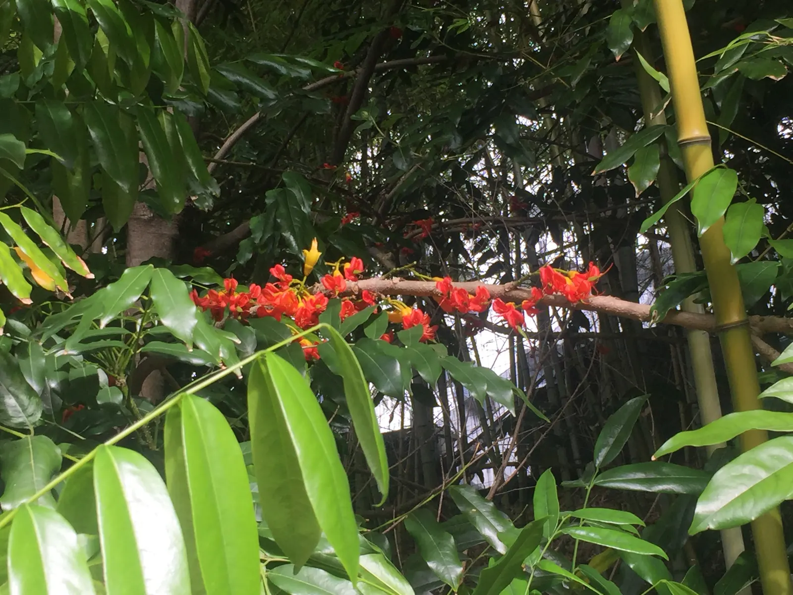 Moreton Bay Chestnut, Black Bean (Castanospermum Australe) — Castanospermum australe offers designers a striking; with a canopy spread of roughly, image 78
