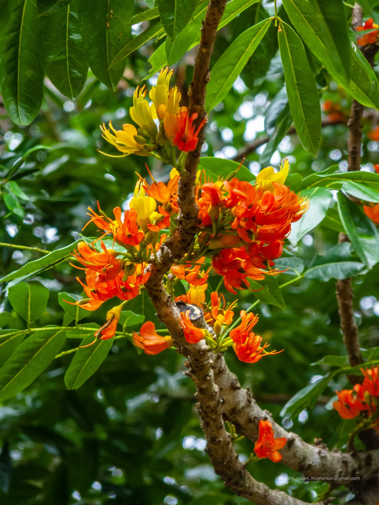 Moreton Bay Chestnut, Black Bean (Castanospermum Australe) — are glossy and deep green; with a canopy spread of roughly 20 to 30 feet, image 70