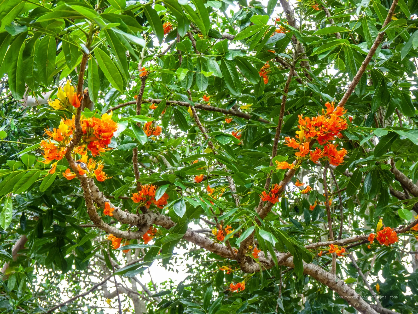 Moreton Bay Chestnut, Black Bean (Castanospermum Australe) — contrasting splendidly with the vibrant red and yellow pea-like flowers that bloom in spring
