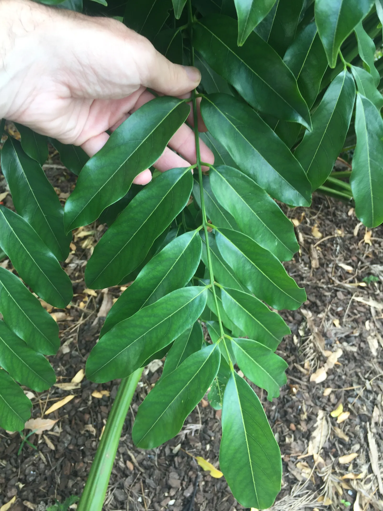Moreton Bay Chestnut, Black Bean (Castanospermum Australe) — distinctive seed pods up to 12 inches in length; with a canopy spread of roughly 20 to, image 74