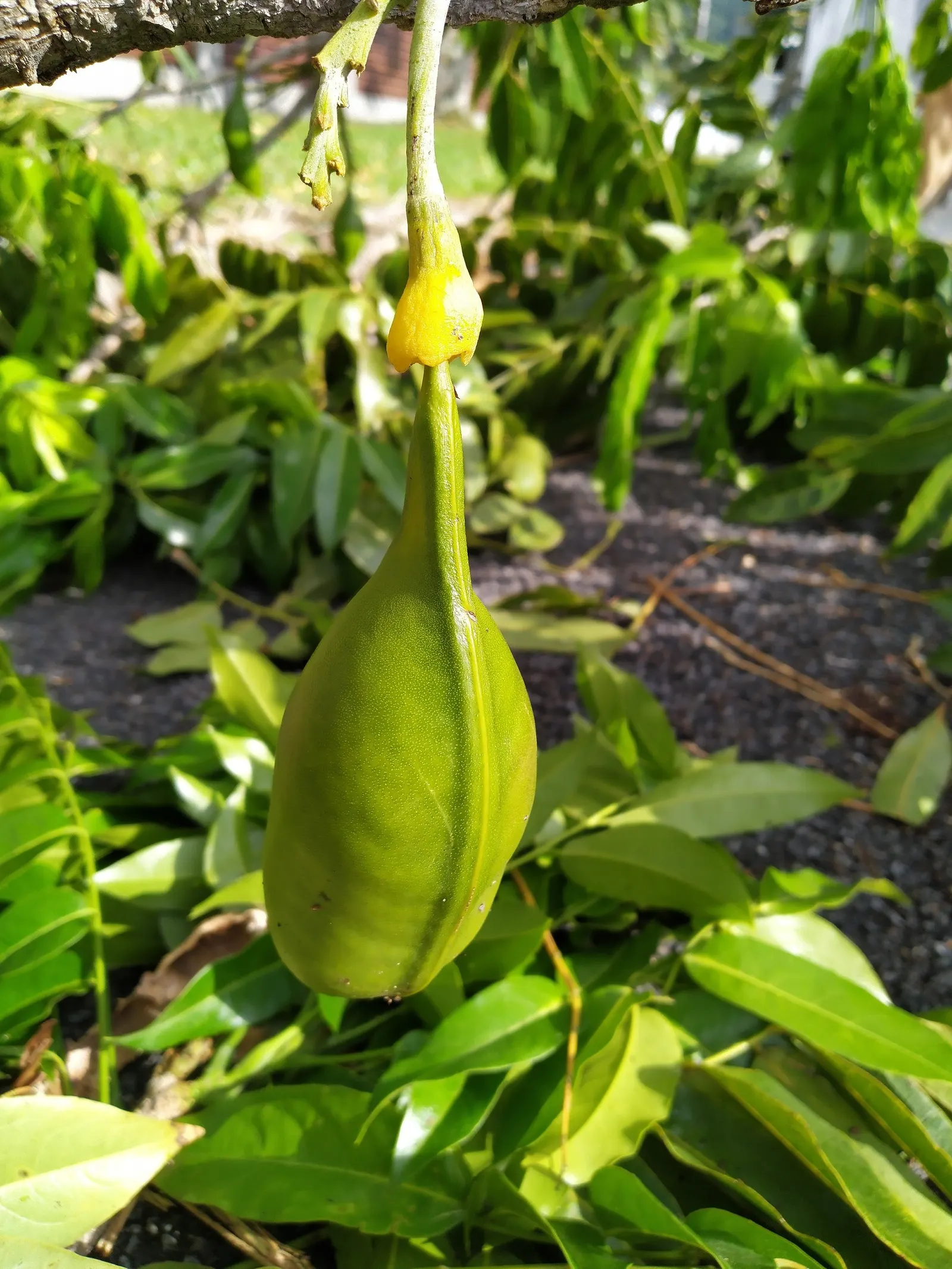 Moreton Bay Chestnut, Black Bean (Castanospermum Australe) — The tree is adaptable to a variety of soils, although it prefers a well-drained, fertile loam; and