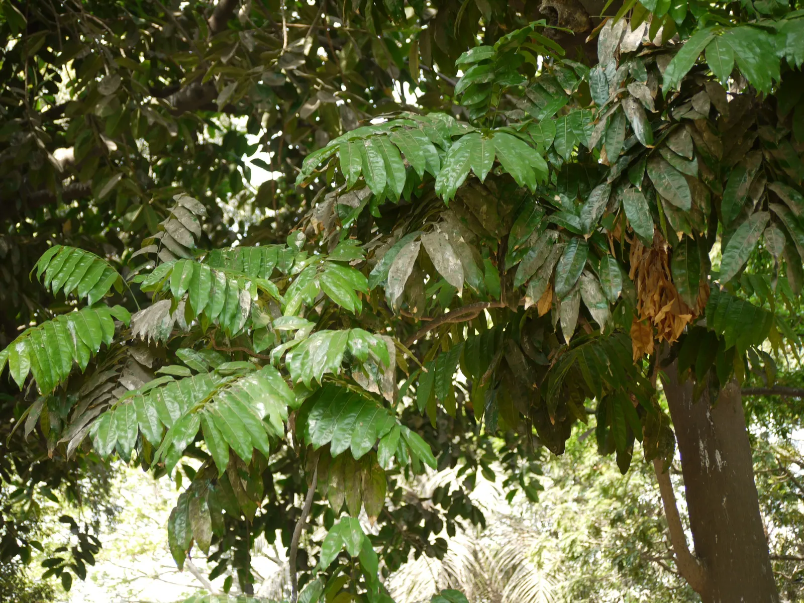 Moreton Bay Chestnut, Black Bean (Castanospermum Australe) — The Moreton Bay Chestnut (Castanospermum australe); glossy green leaves and vibrant yellow-and-red