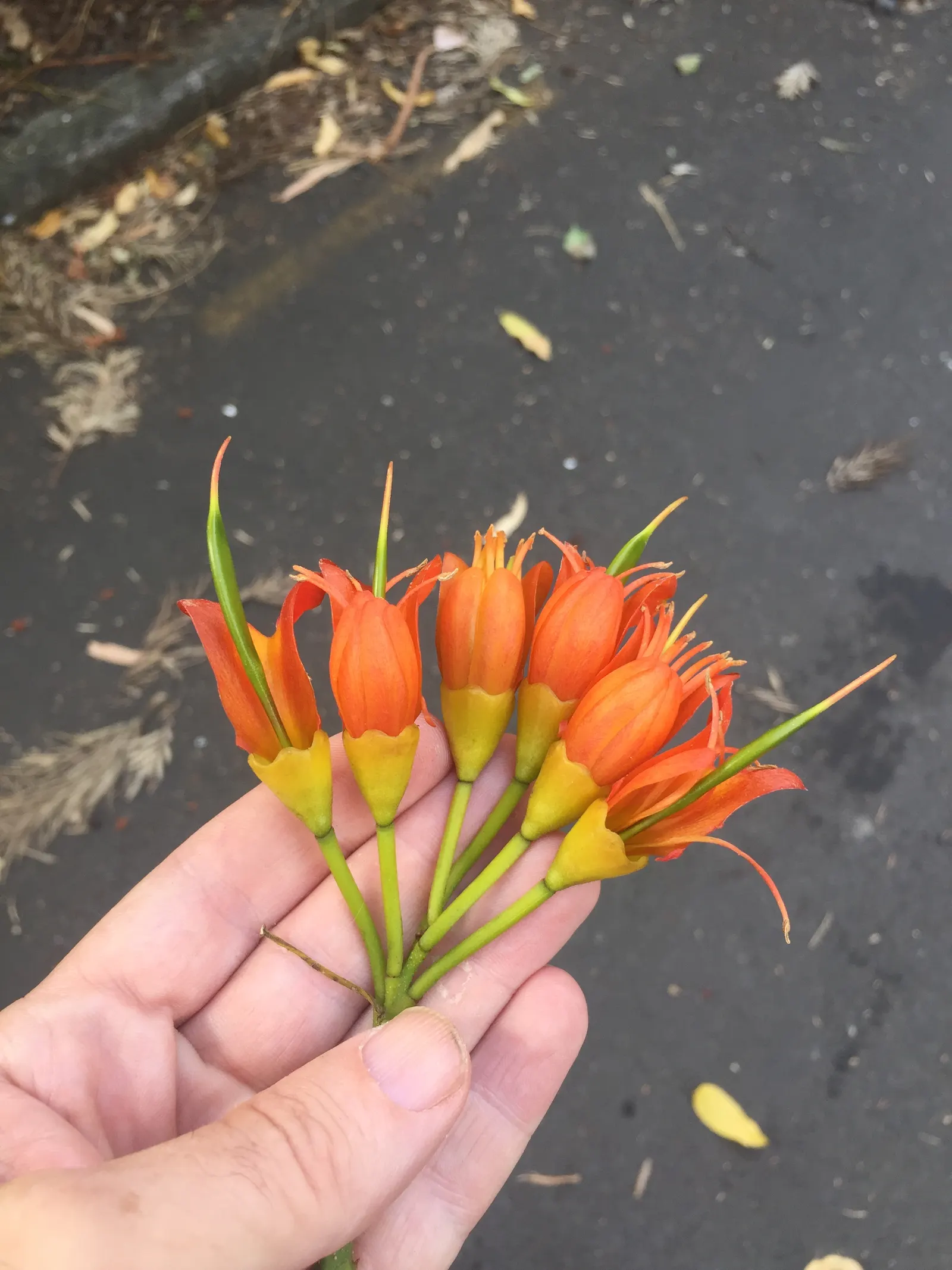 Moreton Bay Chestnut, Black Bean (Castanospermum Australe) — orange and red and yellow flowers in the garden