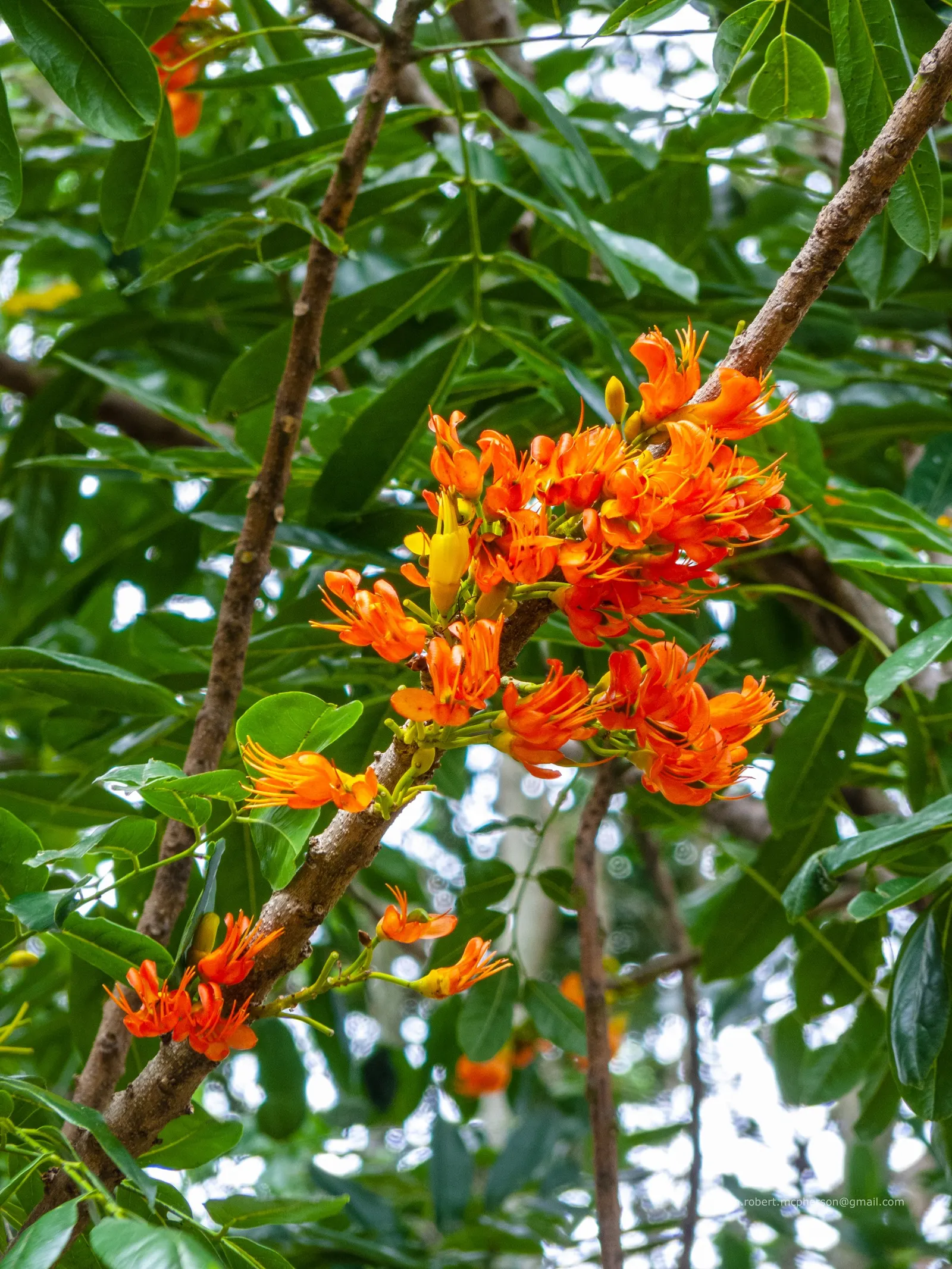 Moreton Bay Chestnut, Black Bean (Castanospermum Australe) — better known as Black Bean; with a canopy spread of roughly 20 to 30 feet, image 58