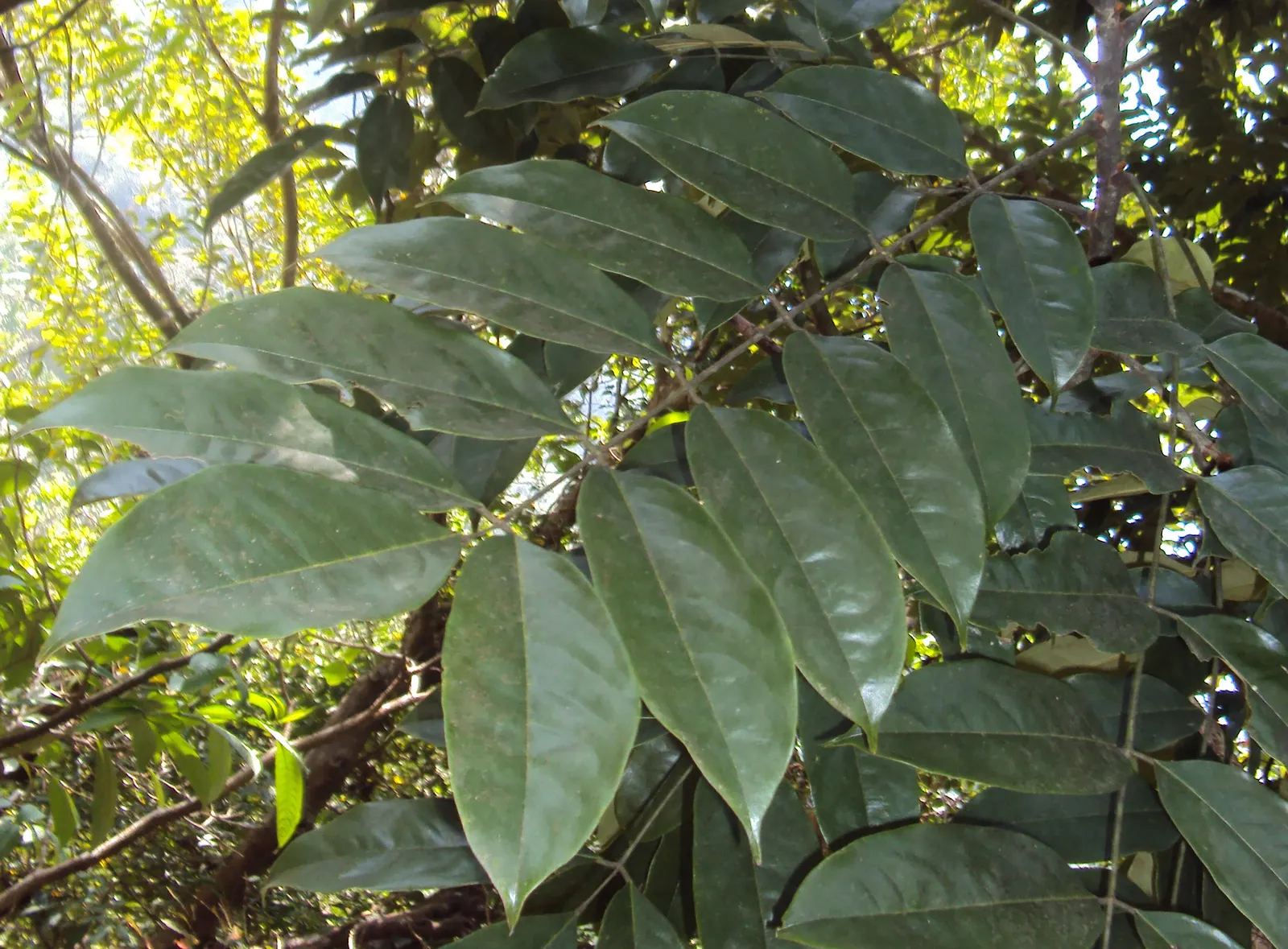 Moreton Bay Chestnut, Black Bean (Castanospermum Australe) — Note: The seeds are toxic if ingested