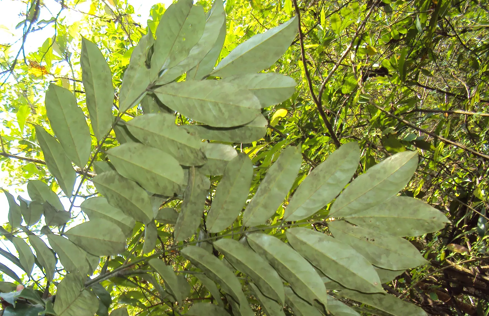 Moreton Bay Chestnut, Black Bean (Castanospermum Australe) — shade-providing specimen with year-round interest - lush foliage; distinctive seed, image 79