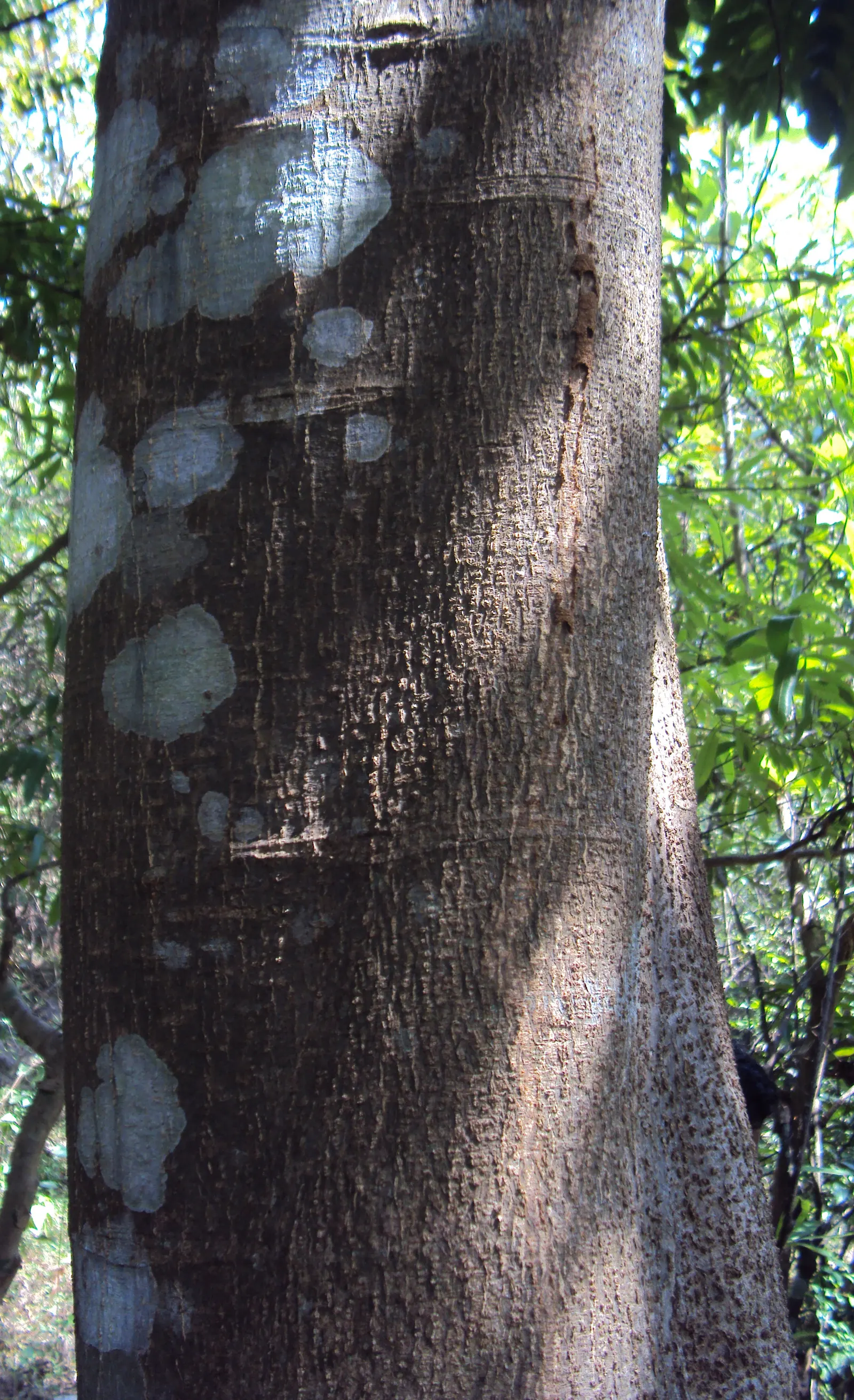 Moreton Bay Chestnut, Black Bean (Castanospermum Australe) — The tree is adaptable to a variety of soils, although it prefers a well-drained, image 76