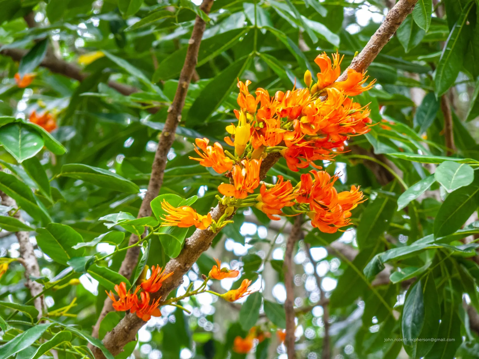 Moreton Bay Chestnut, Black Bean (Castanospermum Australe) — and intriguing seed pods that can enhance the aesthetic of any sizable landscape, image 81