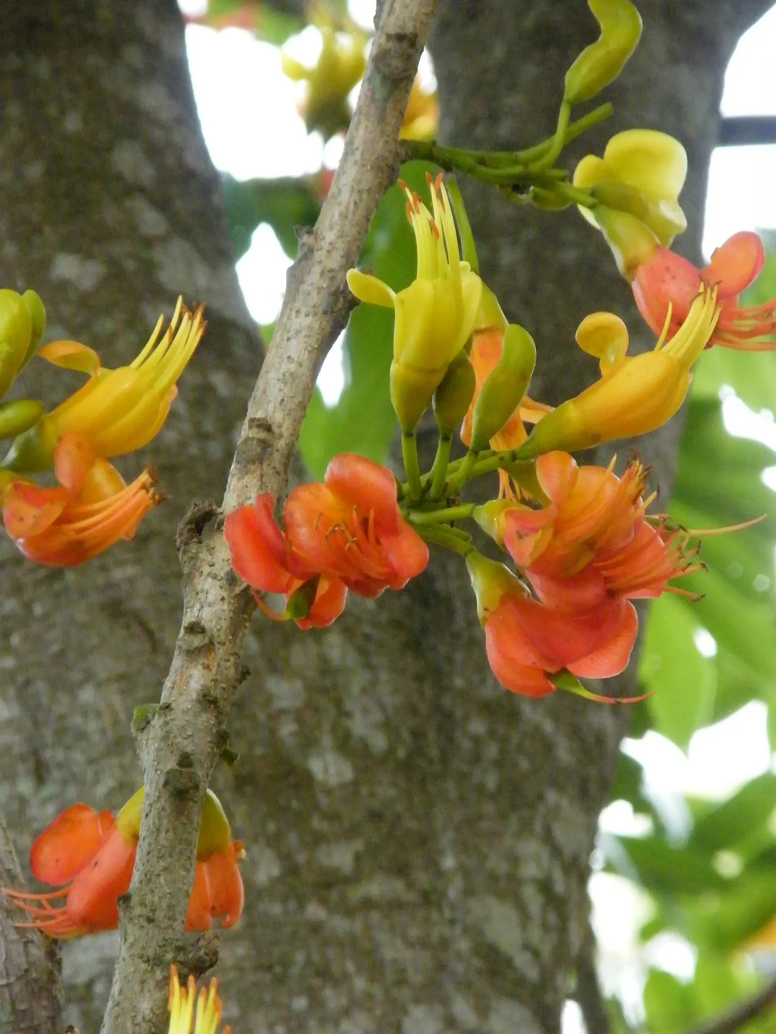 Moreton Bay Chestnut, Black Bean (Castanospermum Australe) — The pods encase shiny, black seeds that resemble beans, hence the common name; distinctive seed