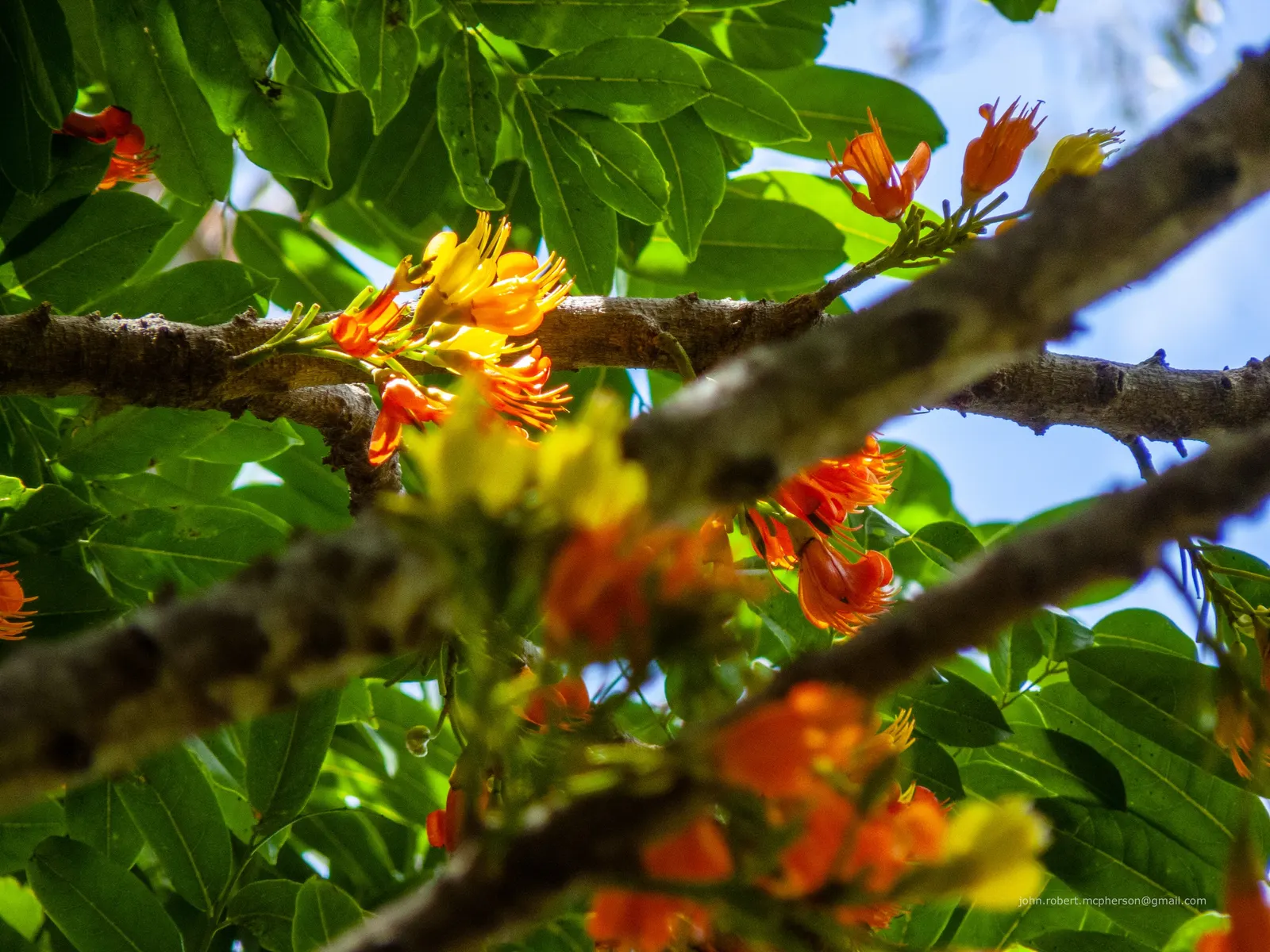 Moreton Bay Chestnut, Black Bean (Castanospermum Australe) — which grow 6 to 12 inches long