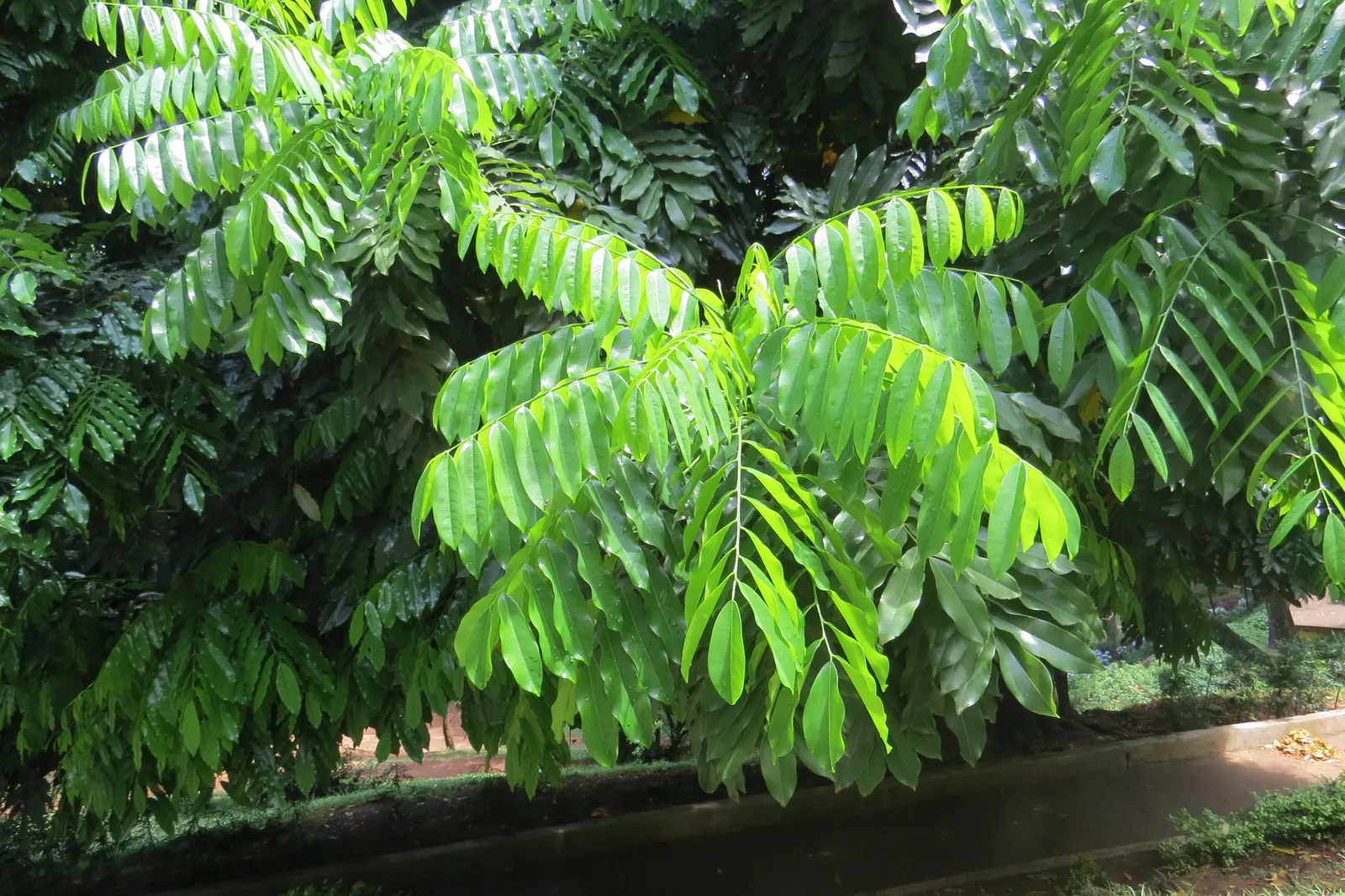 Moreton Bay Chestnut, Black Bean (Castanospermum Australe) — attractively unusual flowers; and intriguing seed pods that can enhance the aesthetic of any
