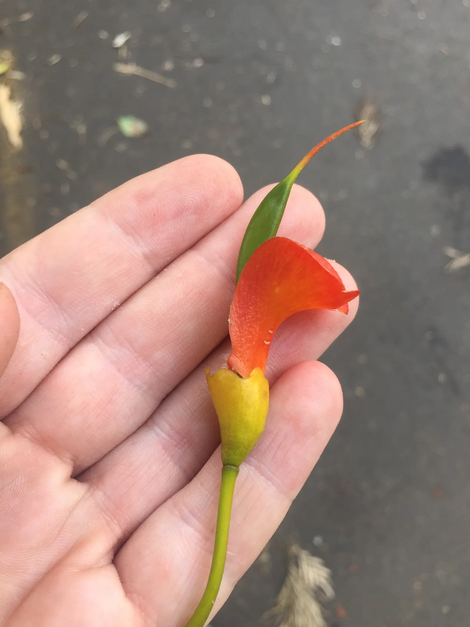 Moreton Bay Chestnut, Black Bean (Castanospermum Australe) — It prefers well-drained soil and full sun to partial shade; with a canopy spread of roughly 20 to