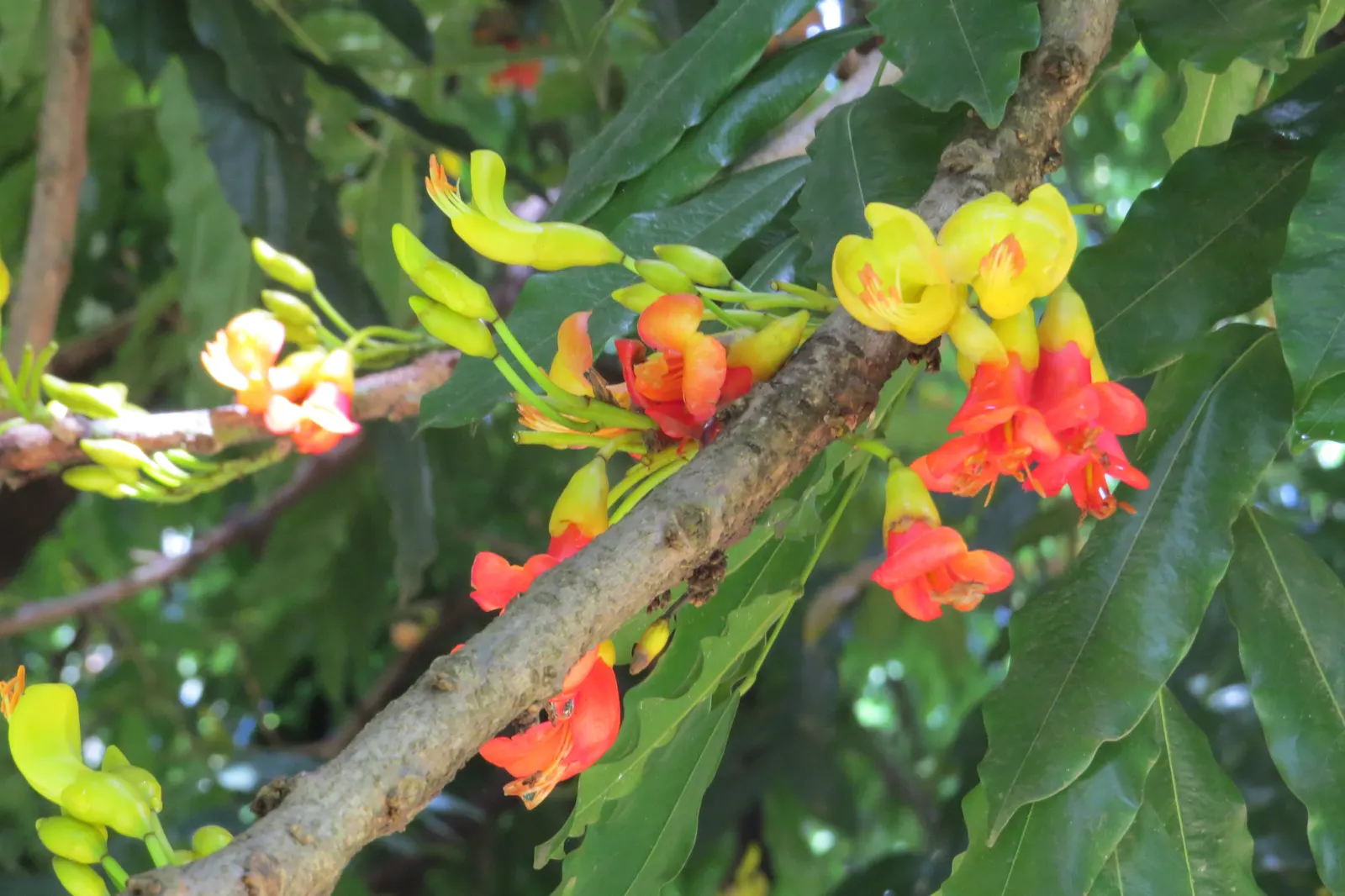 Moreton Bay Chestnut, Black Bean (Castanospermum Australe) — The pods encase shiny, black seeds that resemble beans, hence the common name