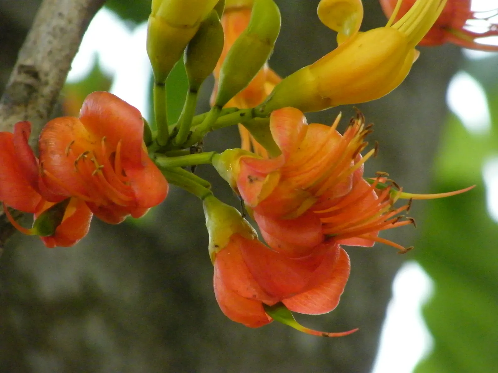 Moreton Bay Chestnut, Black Bean (Castanospermum Australe) — contrasting splendidly with the vibrant red and yellow pea-like flowers that bloom in, image 43