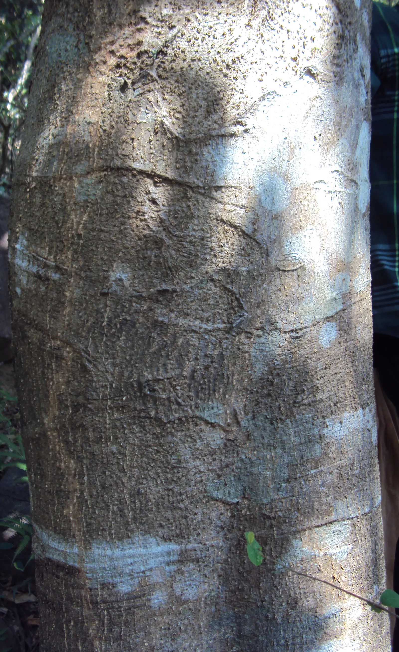 Moreton Bay Chestnut, Black Bean (Castanospermum Australe) — It prefers well-drained soil and full sun to partial shade; with a canopy spread of, image 62