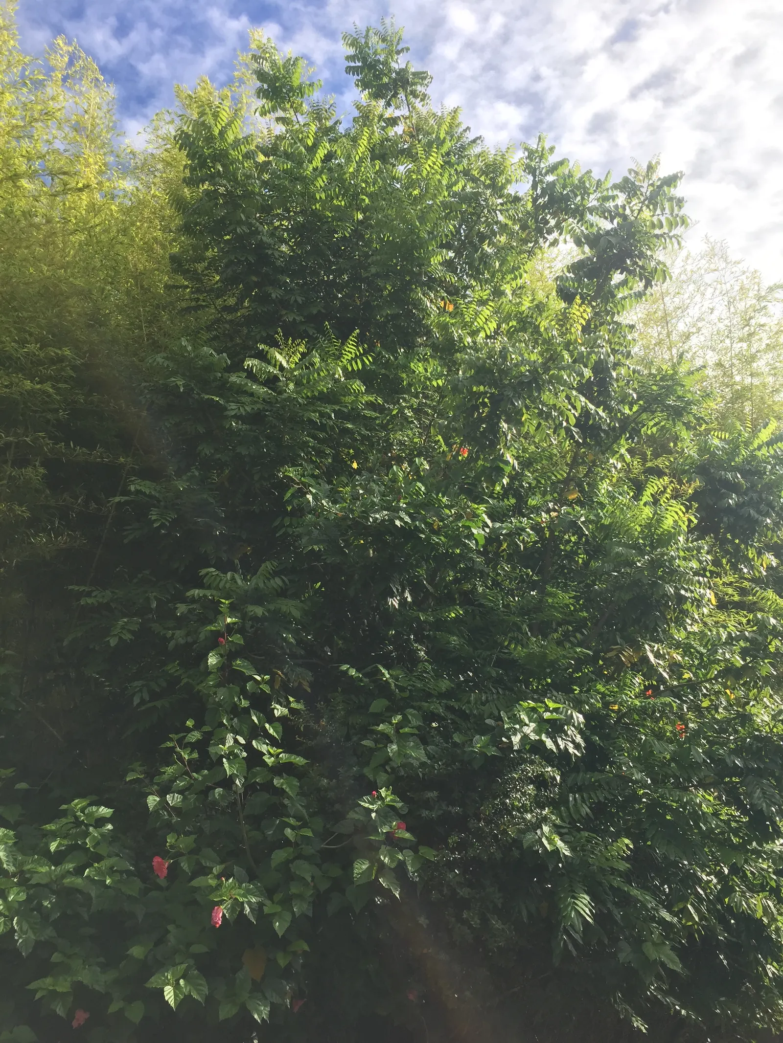 Moreton Bay Chestnut, Black Bean (Castanospermum Australe) — with a canopy spread of roughly 20 to 30 feet