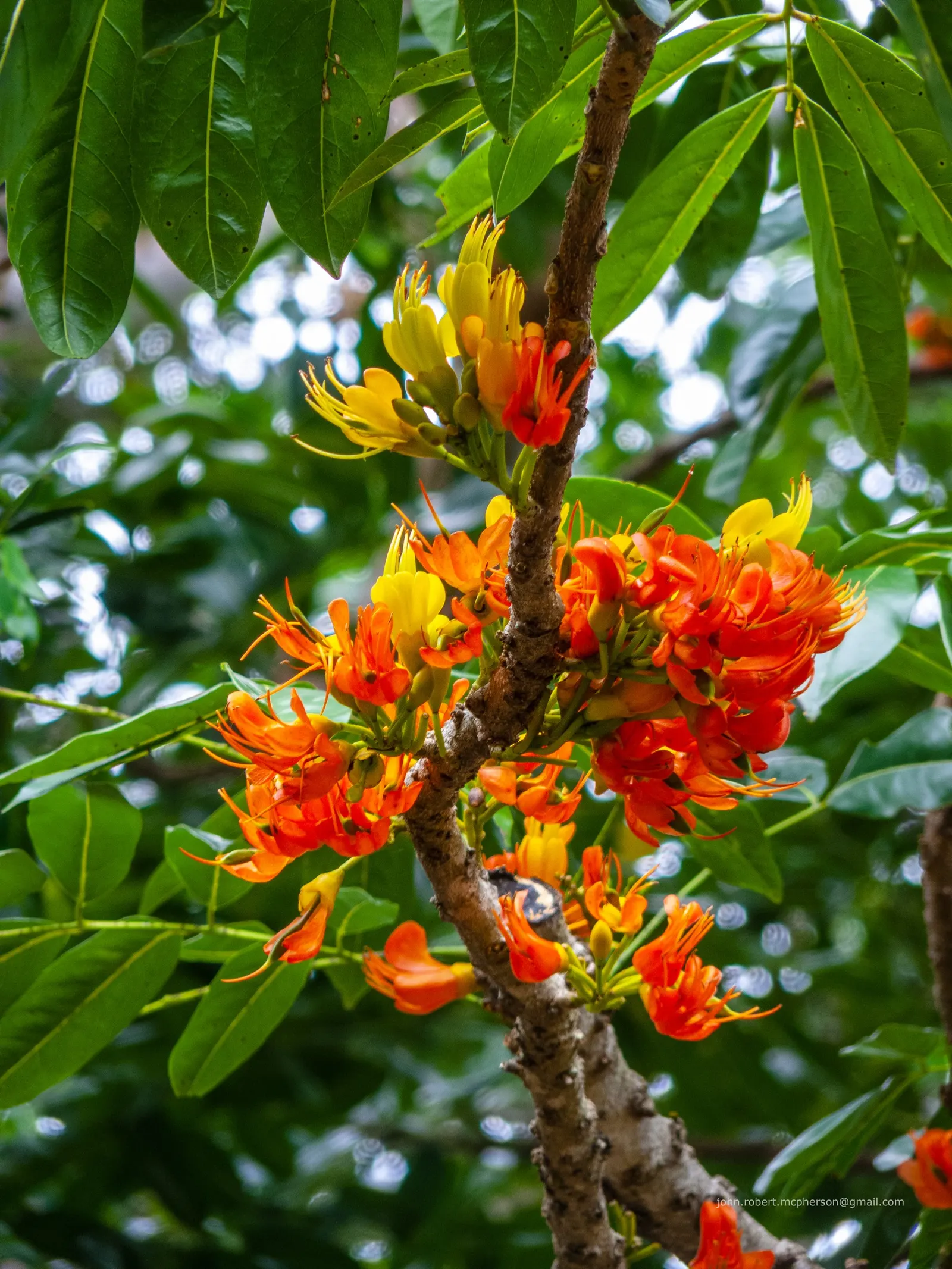 Moreton Bay Chestnut, Black Bean (Castanospermum Australe) — The pods encase shiny, black seeds that resemble beans, hence the common name, image 75