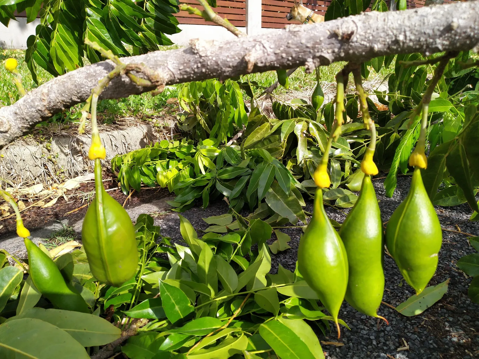 Moreton Bay Chestnut, Black Bean (Castanospermum Australe) — which grow 6 to 12 inches long; glossy green leaves and vibrant yellow-and-red flowers